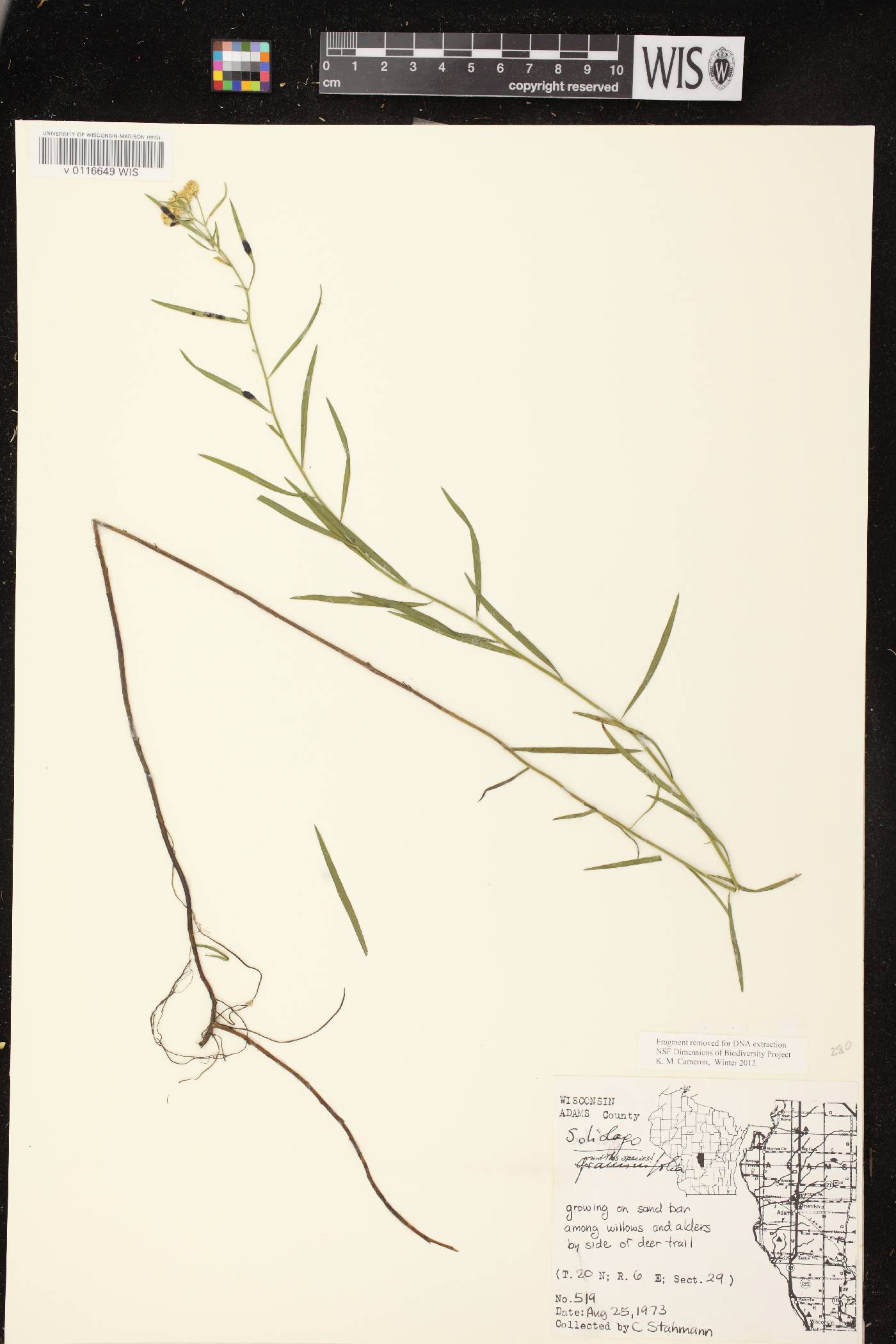 Euthamia gymnospermoides image