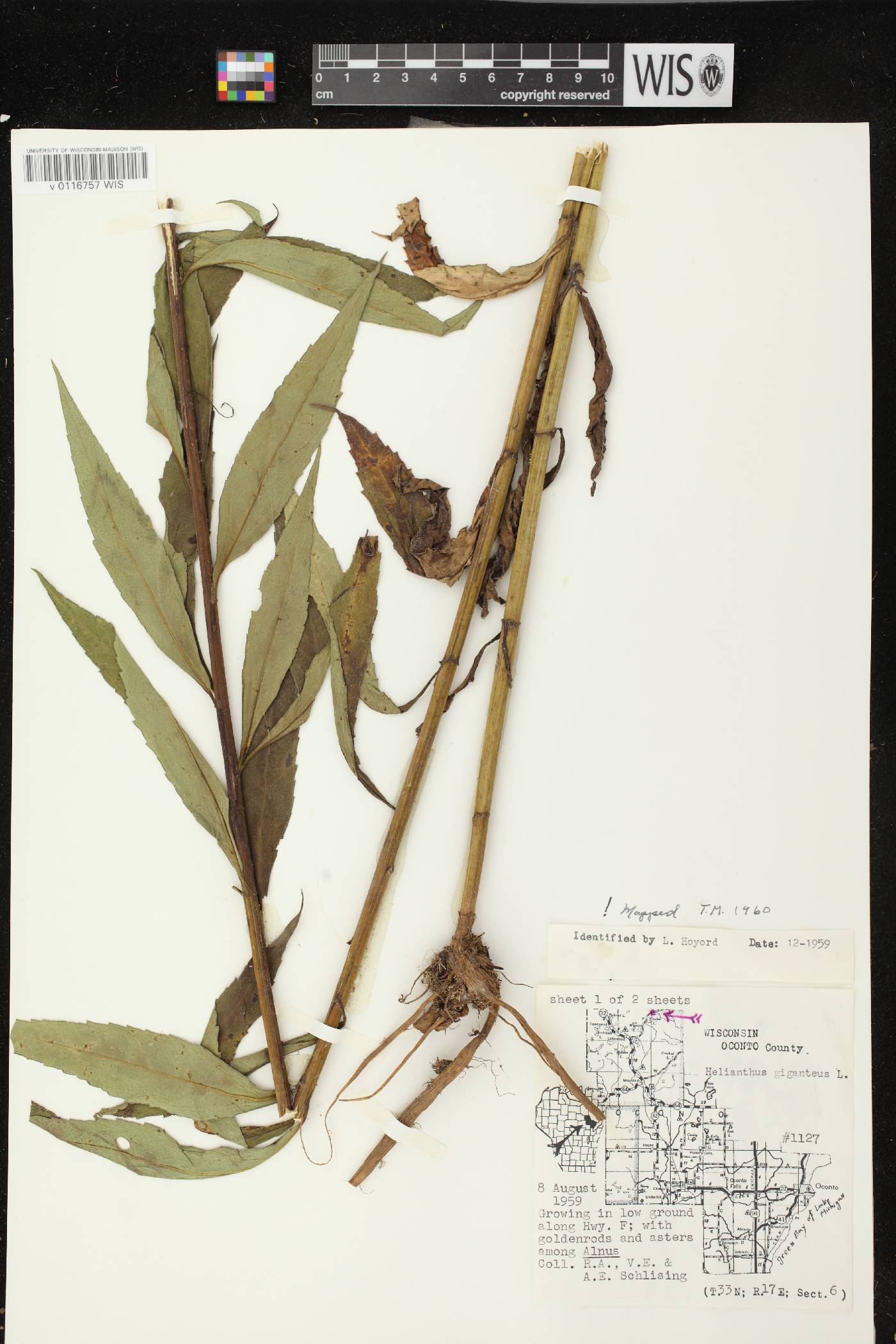 Helianthus giganteus image