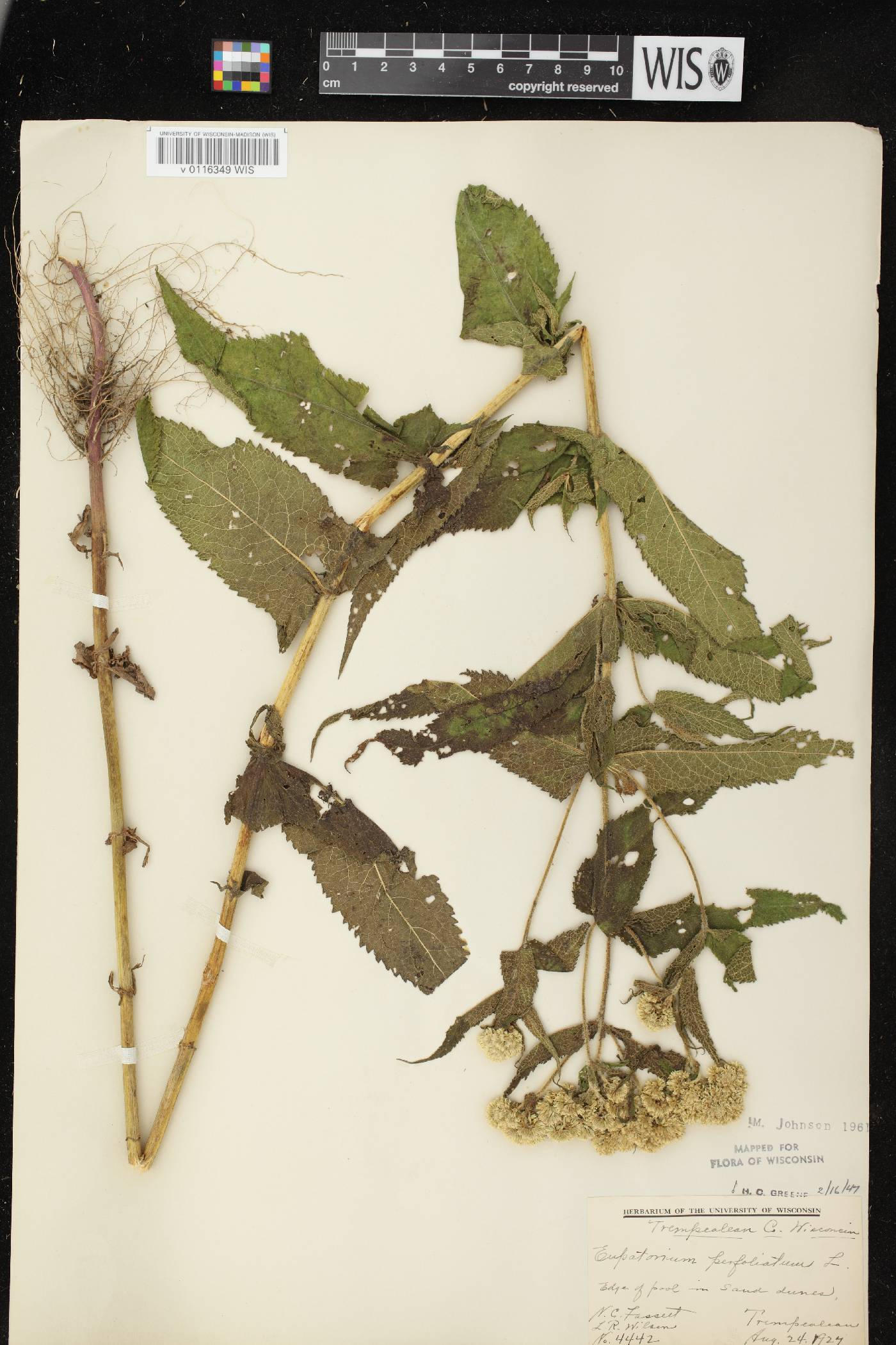 Eupatorium perfoliatum image