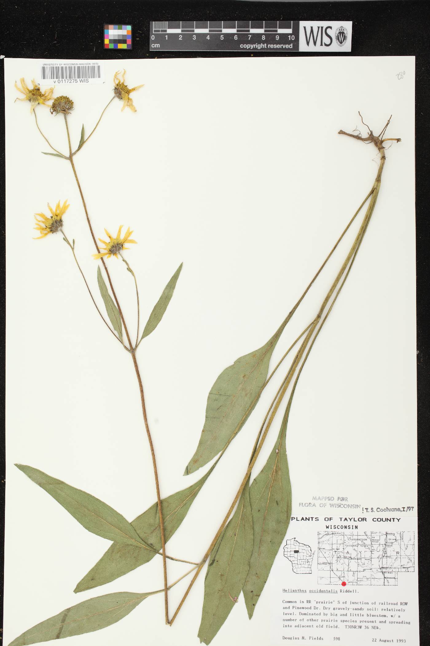 Helianthus occidentalis subsp. occidentalis image