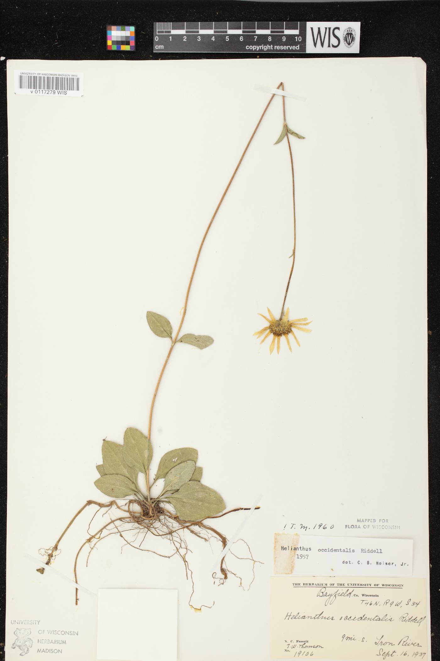 Helianthus occidentalis subsp. occidentalis image