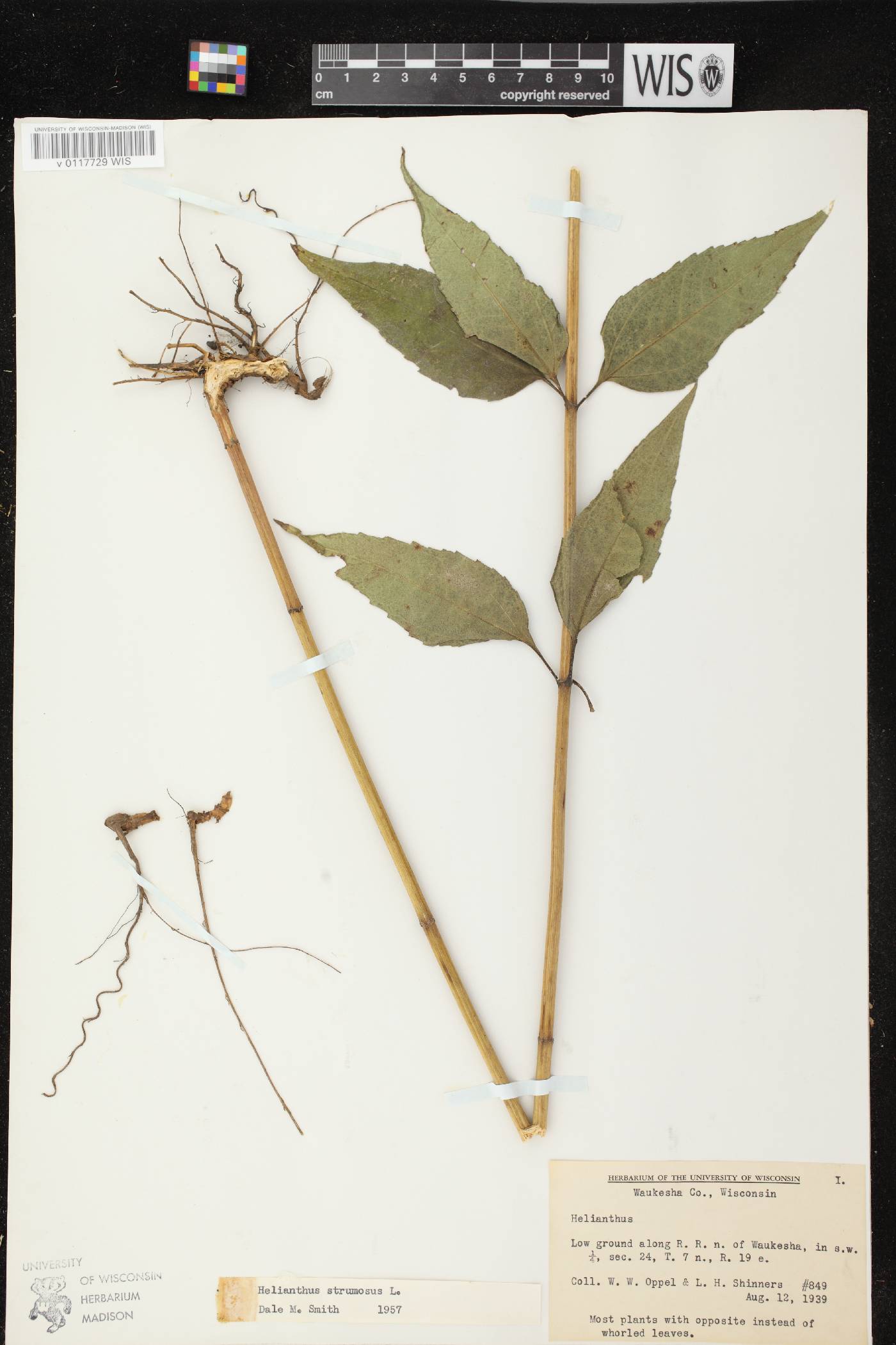 Helianthus strumosus image