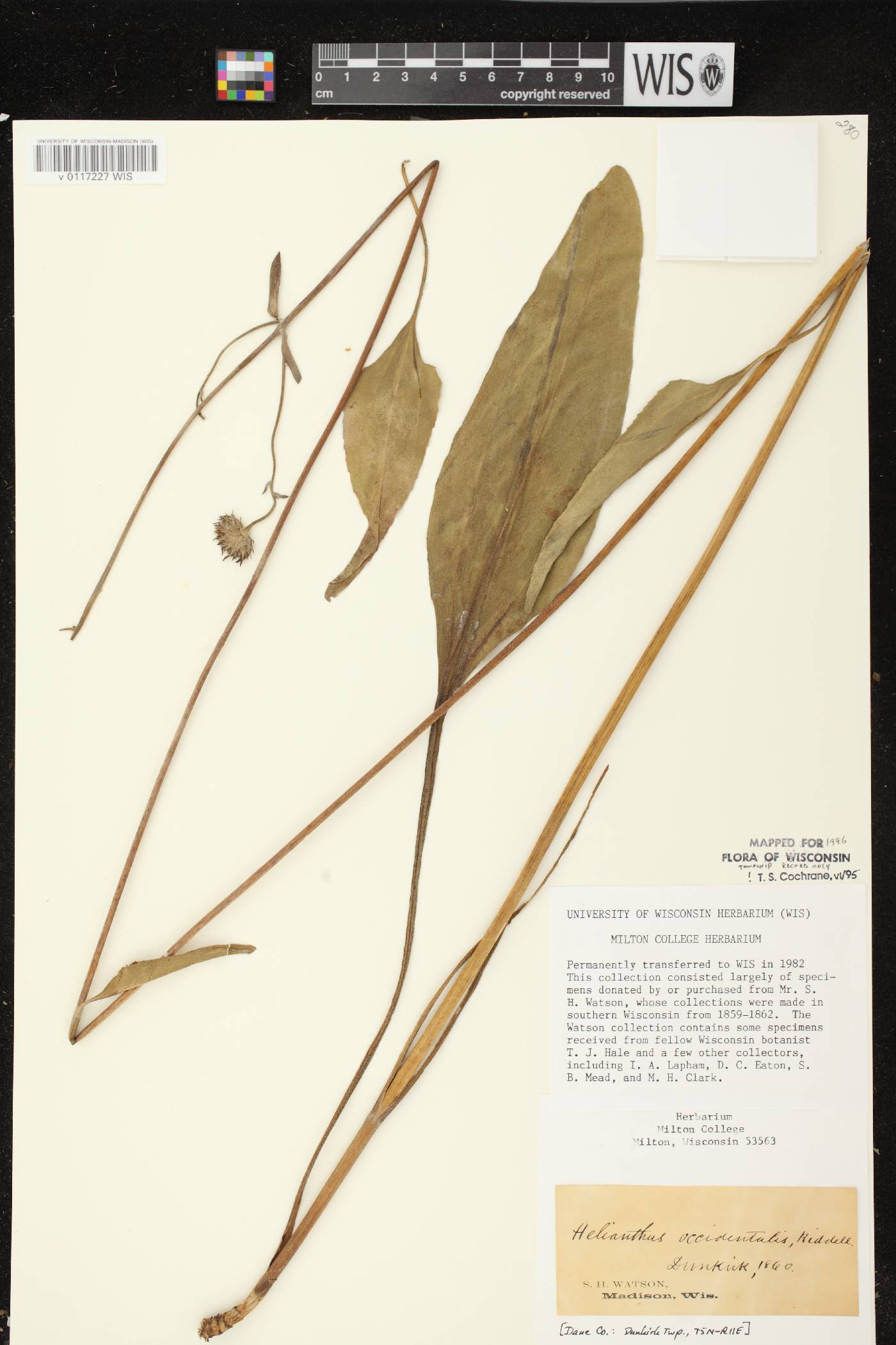 Helianthus occidentalis subsp. occidentalis image