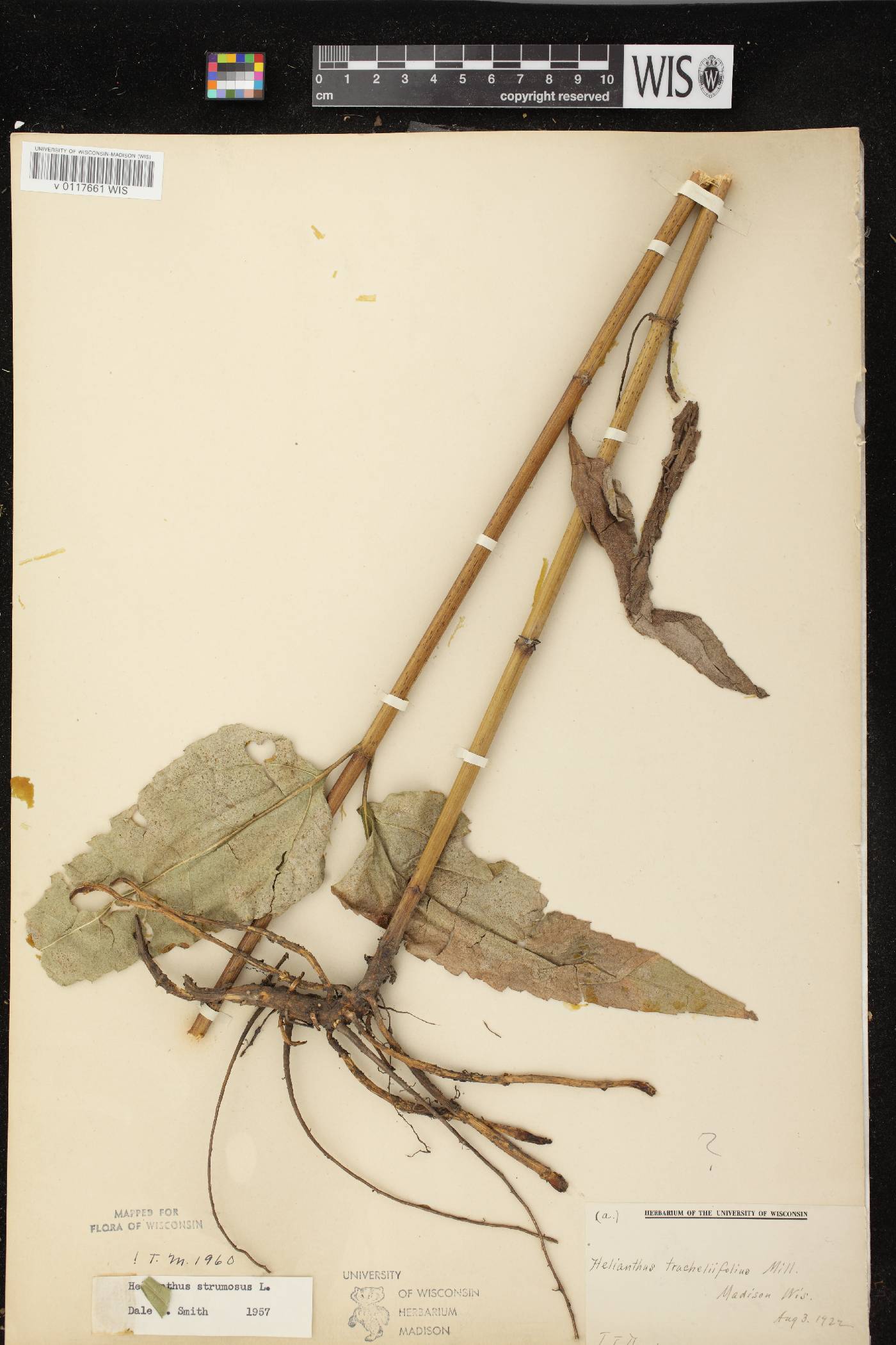 Helianthus strumosus image