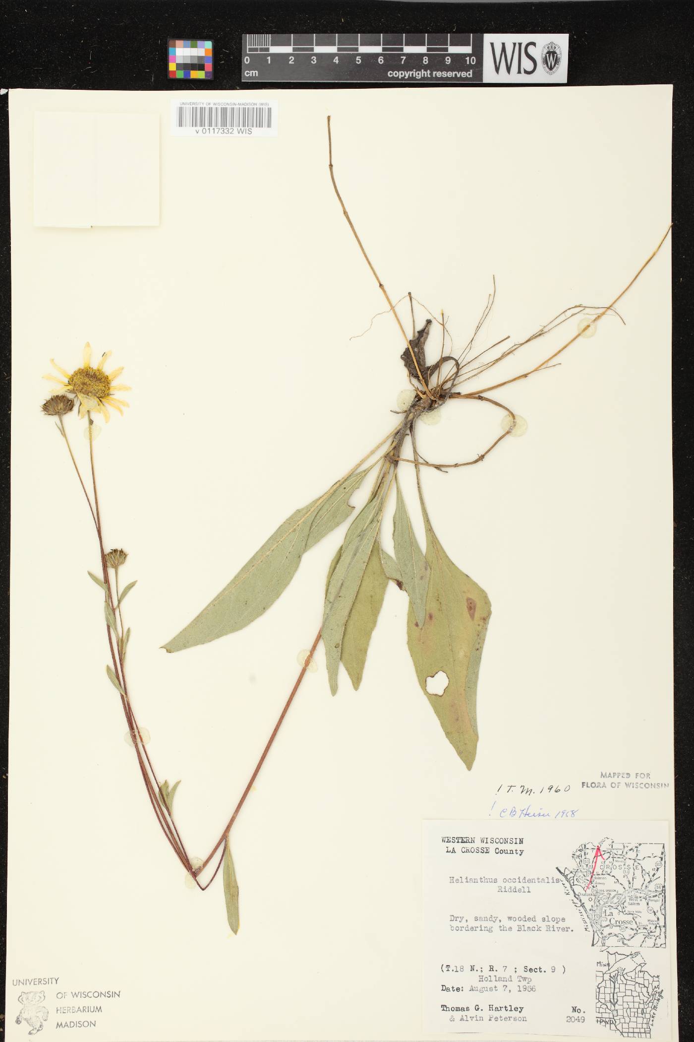 Helianthus occidentalis subsp. occidentalis image