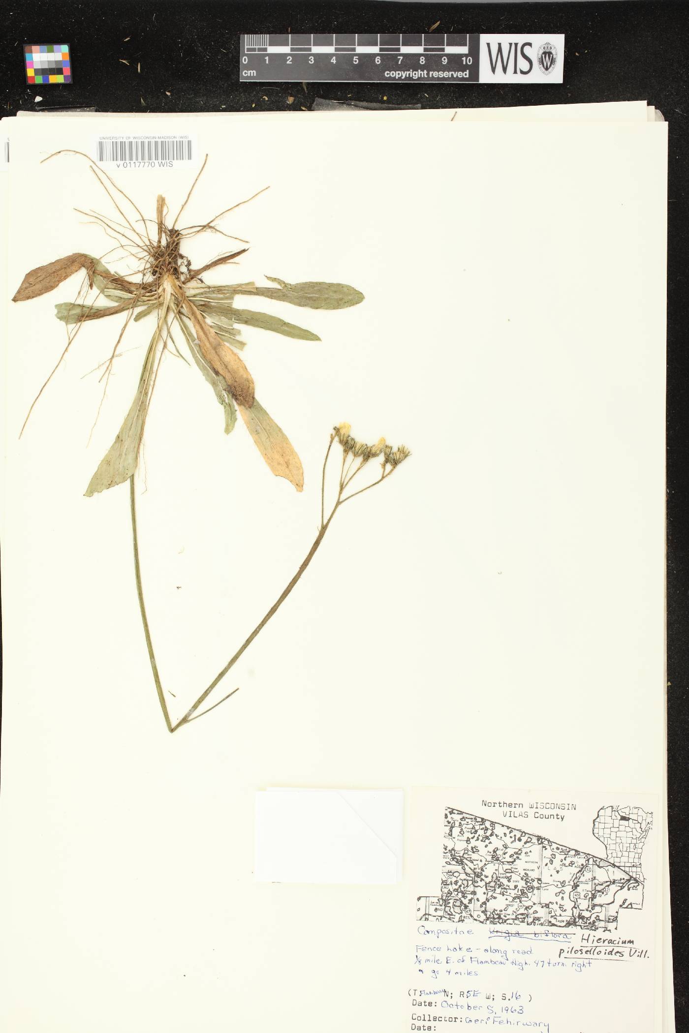 Hieracium piloselloides image