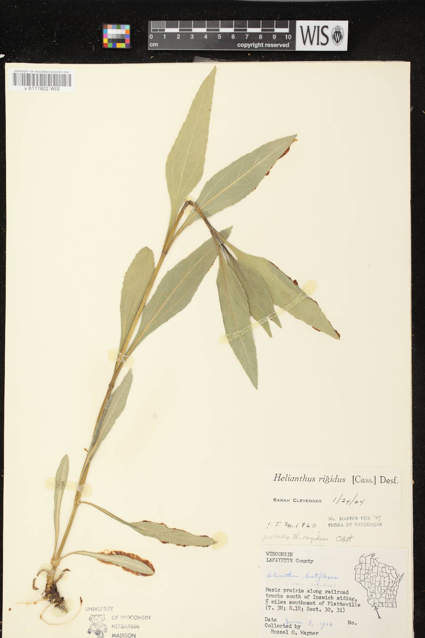 Helianthus pauciflorus subsp. pauciflorus image