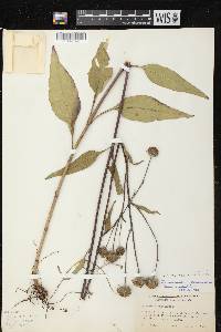 Image of Helianthus grosseserratus x h. occidentalis