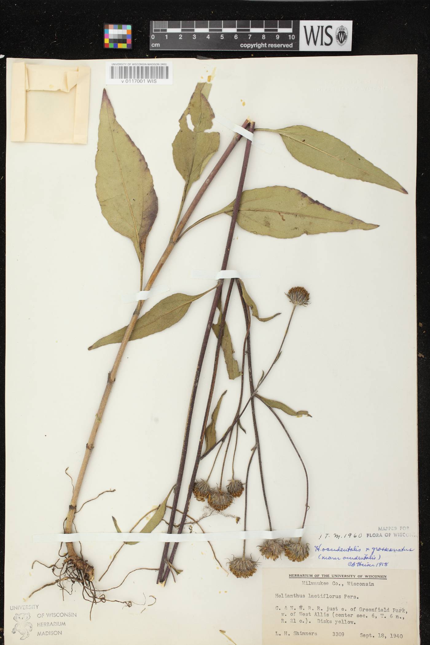 Helianthus grosseserratus X H. occidentalis image
