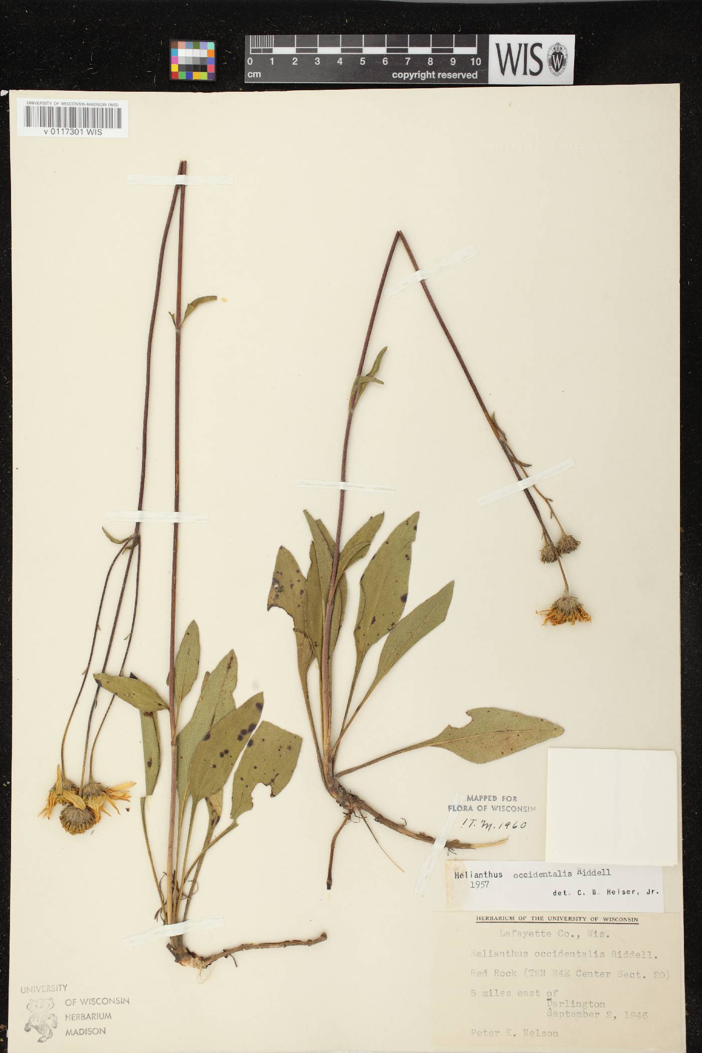Helianthus occidentalis subsp. occidentalis image