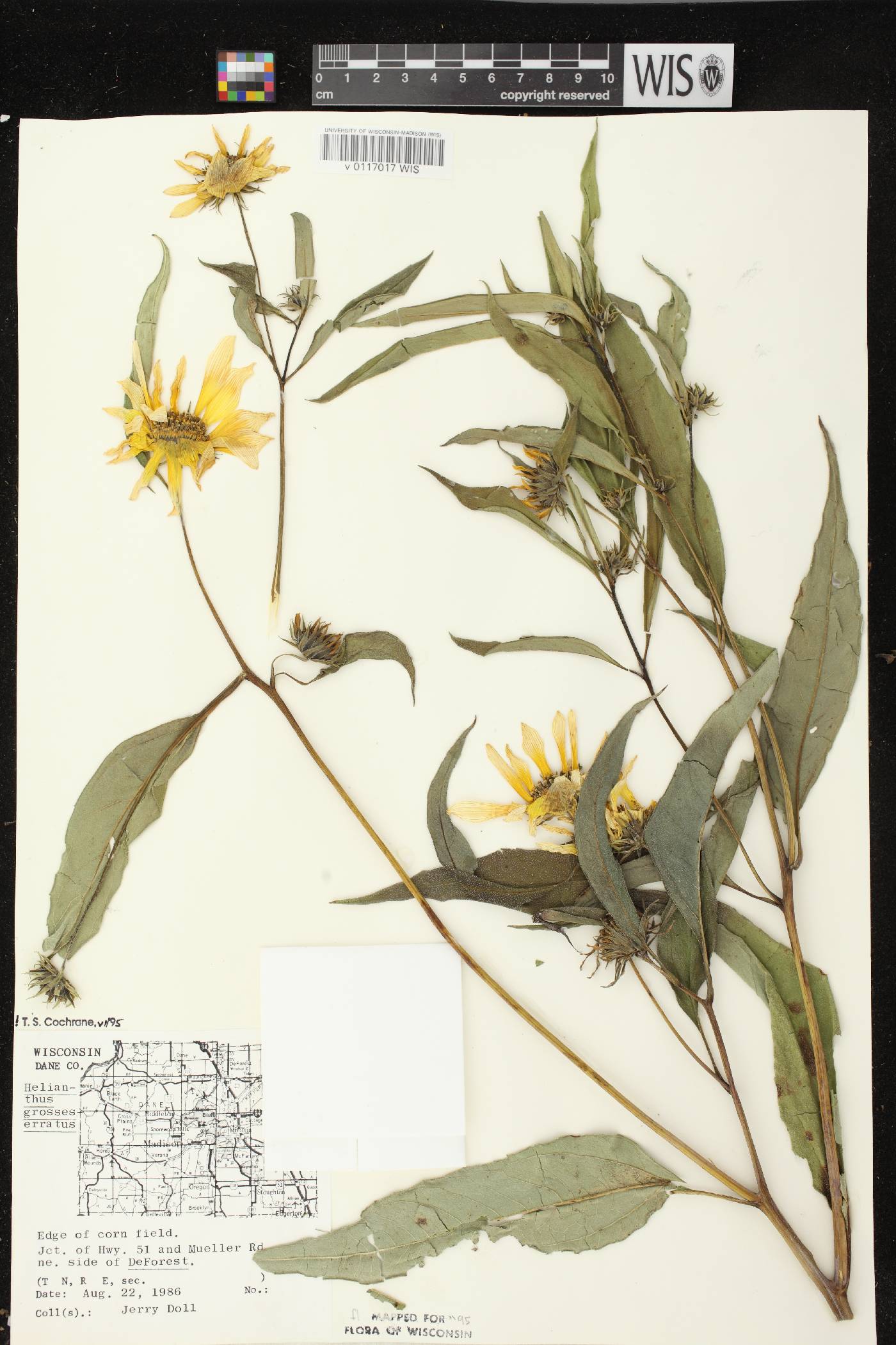 Helianthus grosseserratus image