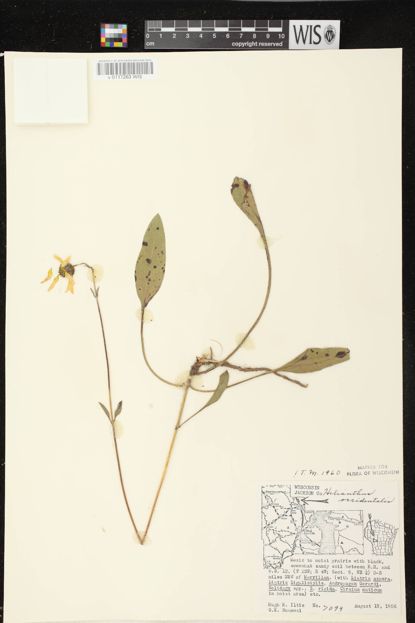 Helianthus occidentalis subsp. occidentalis image