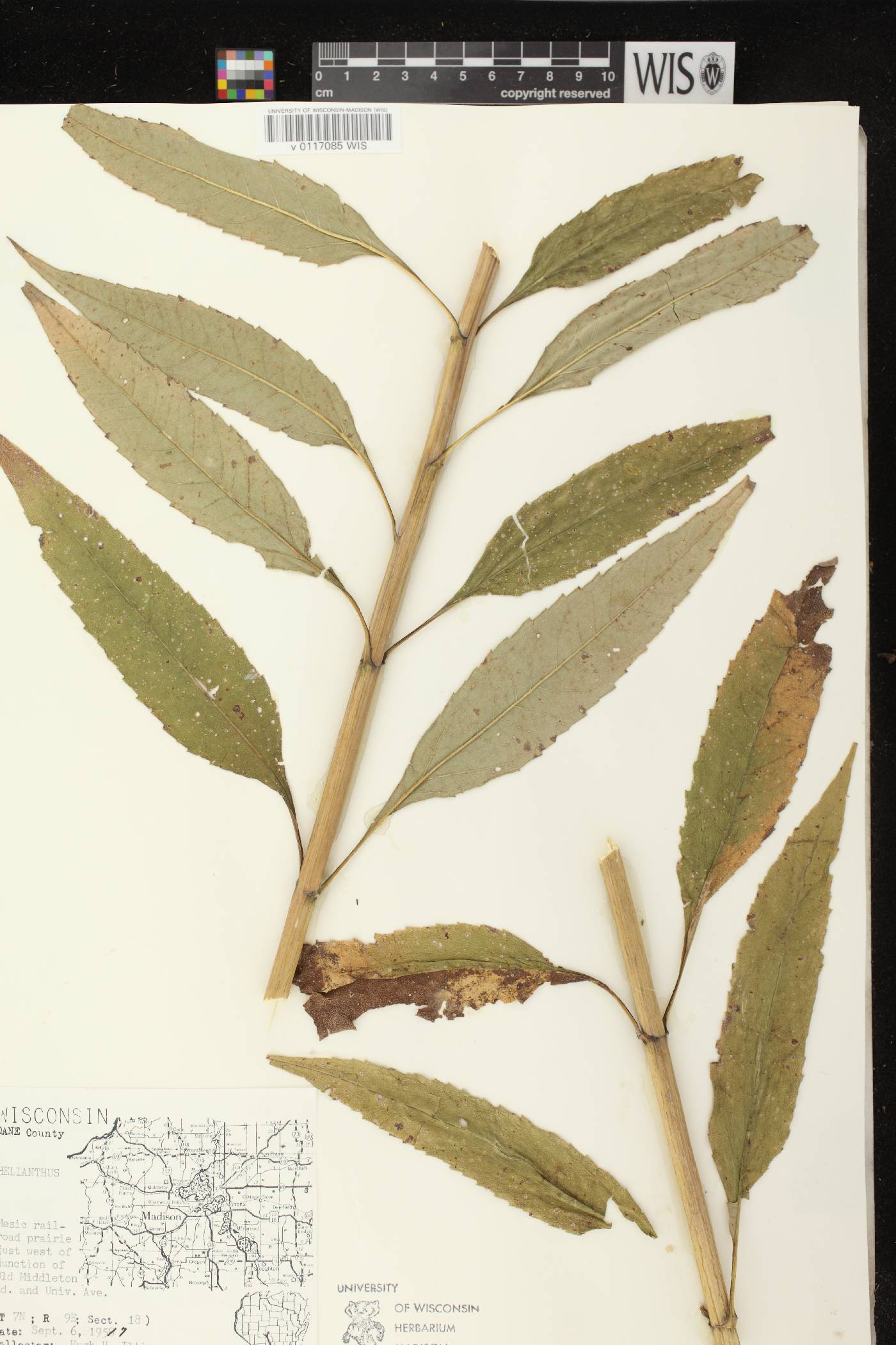 Helianthus grosseserratus image
