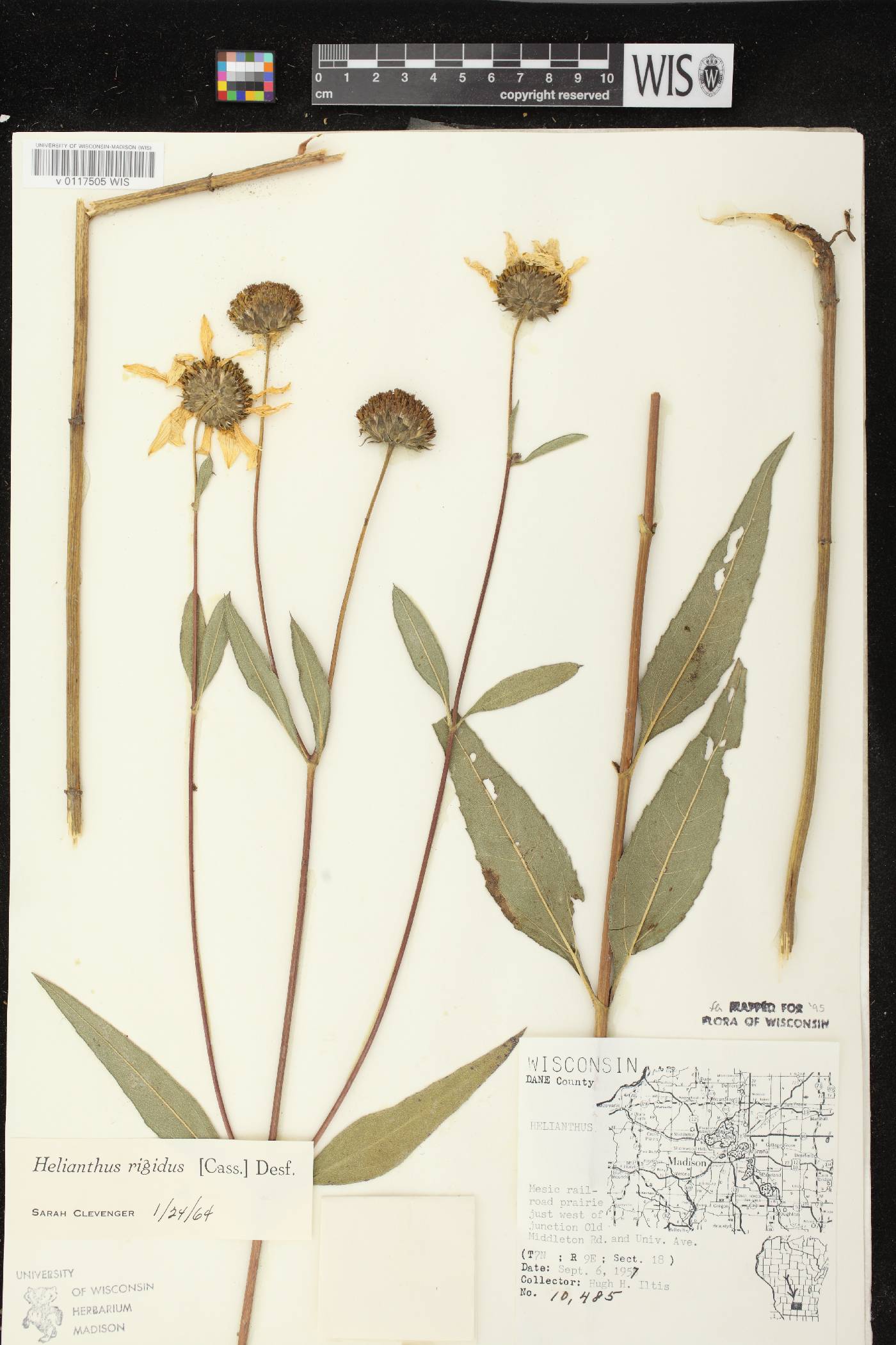 Helianthus pauciflorus subsp. pauciflorus image