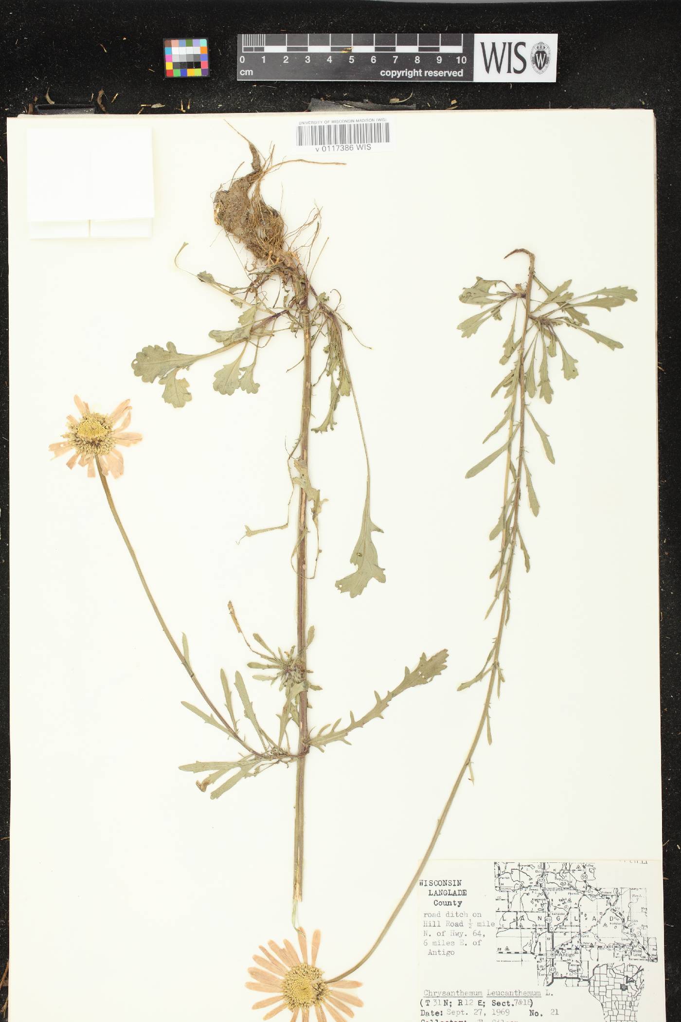 Leucanthemum vulgare image