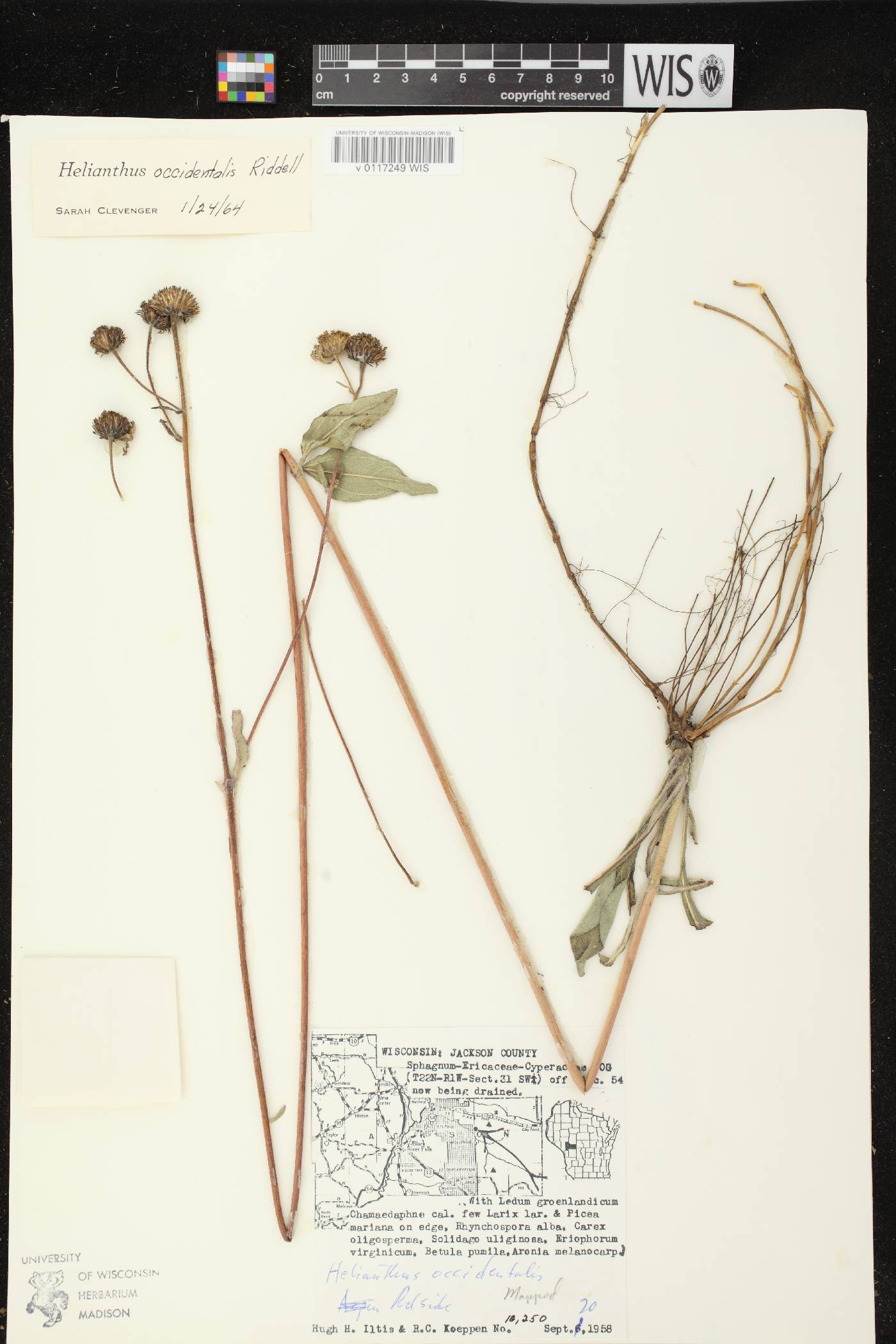 Helianthus occidentalis subsp. occidentalis image