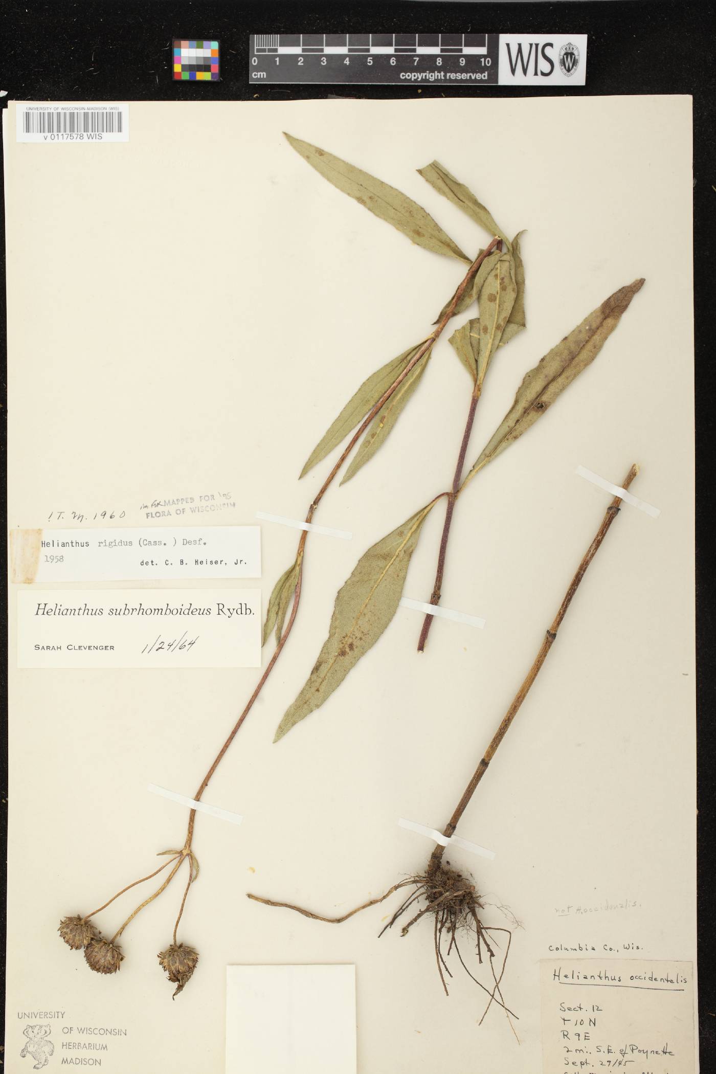 Helianthus pauciflorus subsp. subrhomboideus image