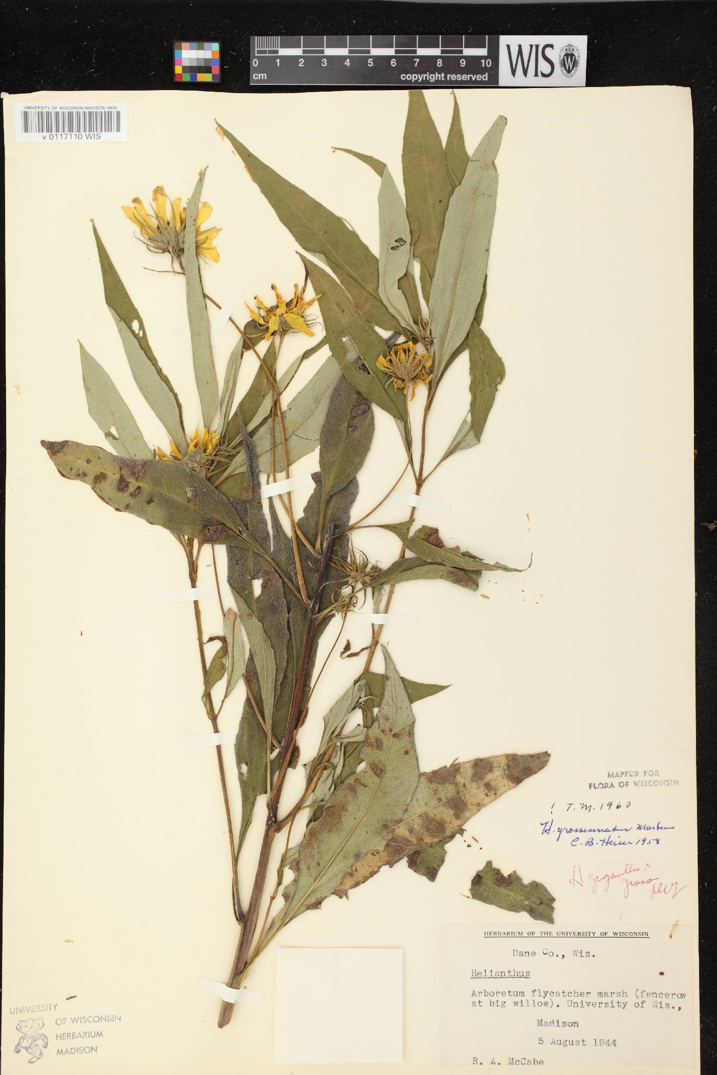 Helianthus grosseserratus image