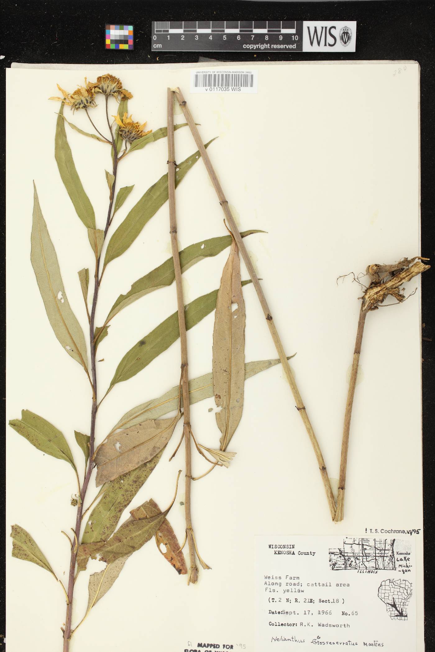 Helianthus grosseserratus image