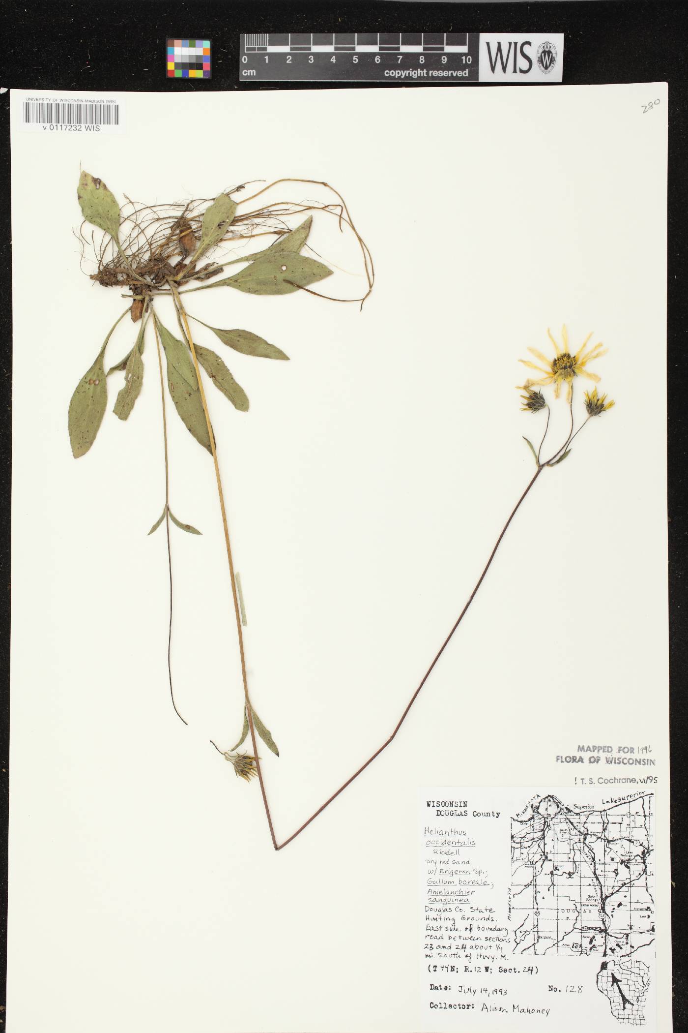 Helianthus occidentalis subsp. occidentalis image