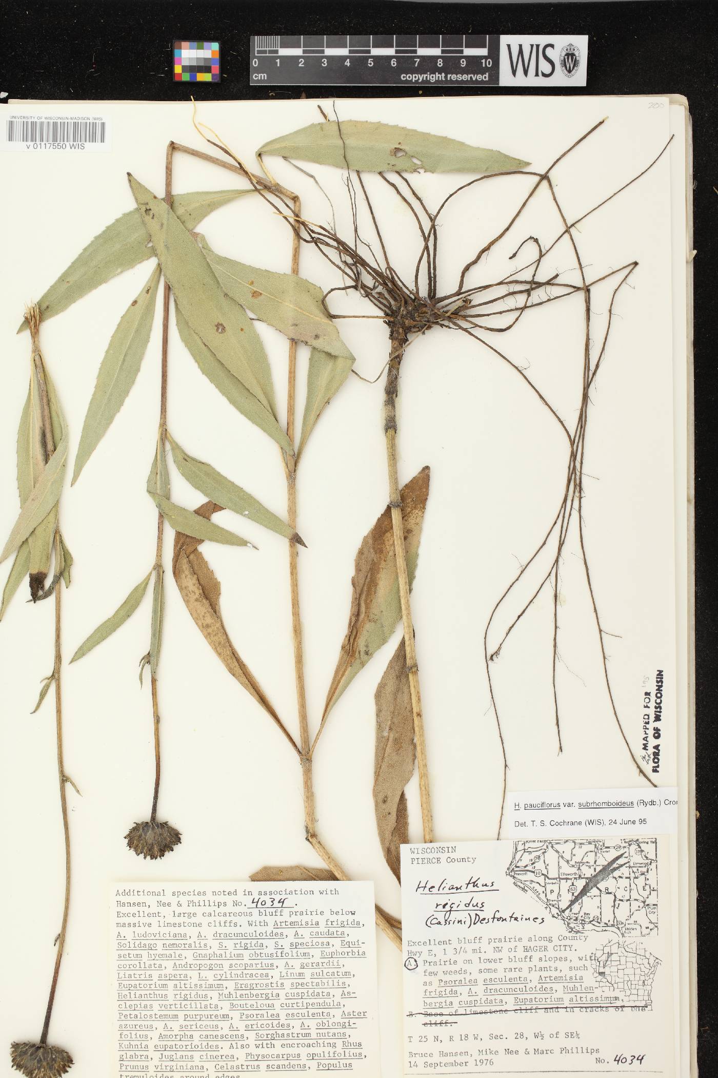 Helianthus pauciflorus subsp. subrhomboideus image