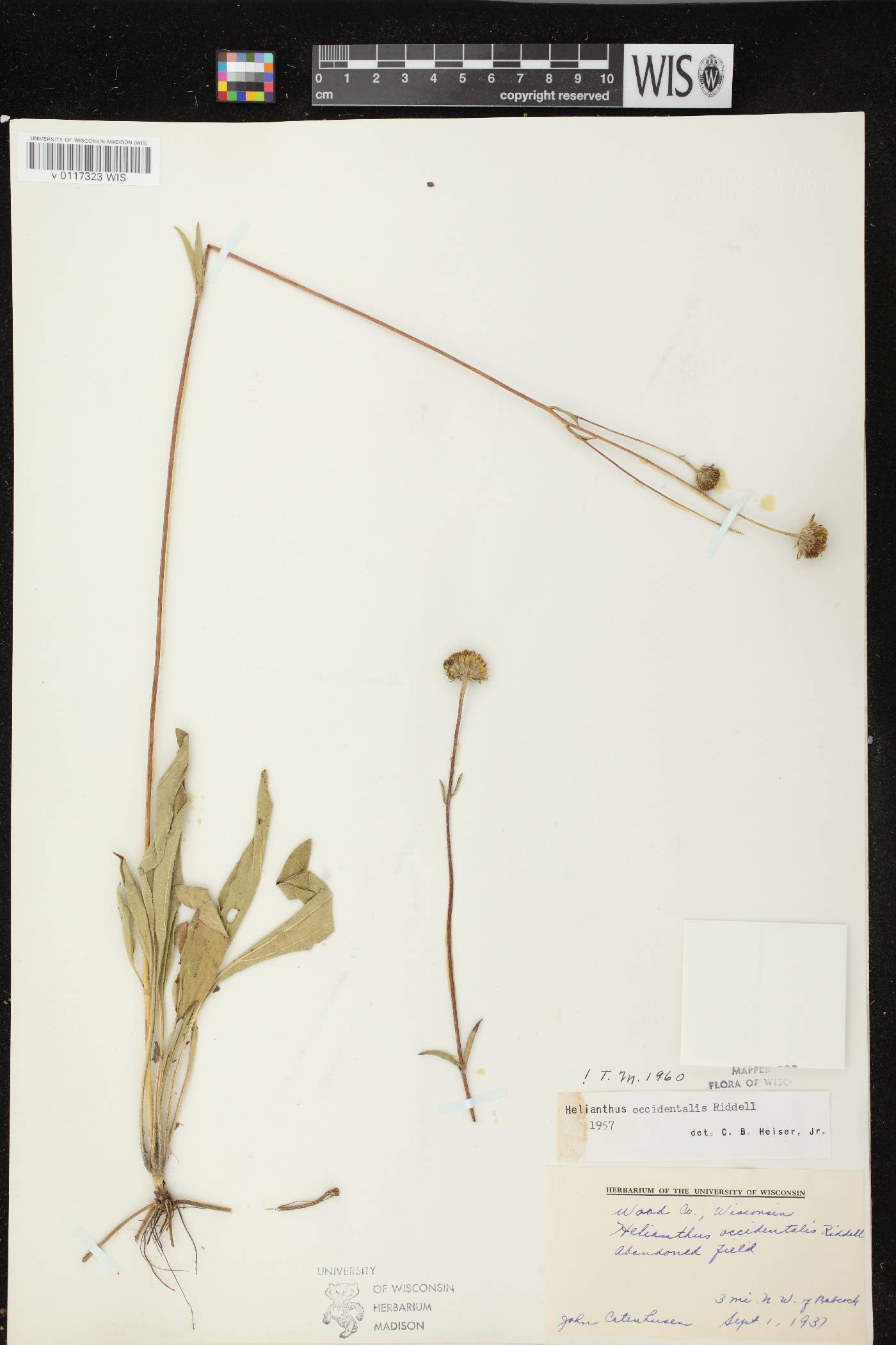 Helianthus occidentalis subsp. occidentalis image