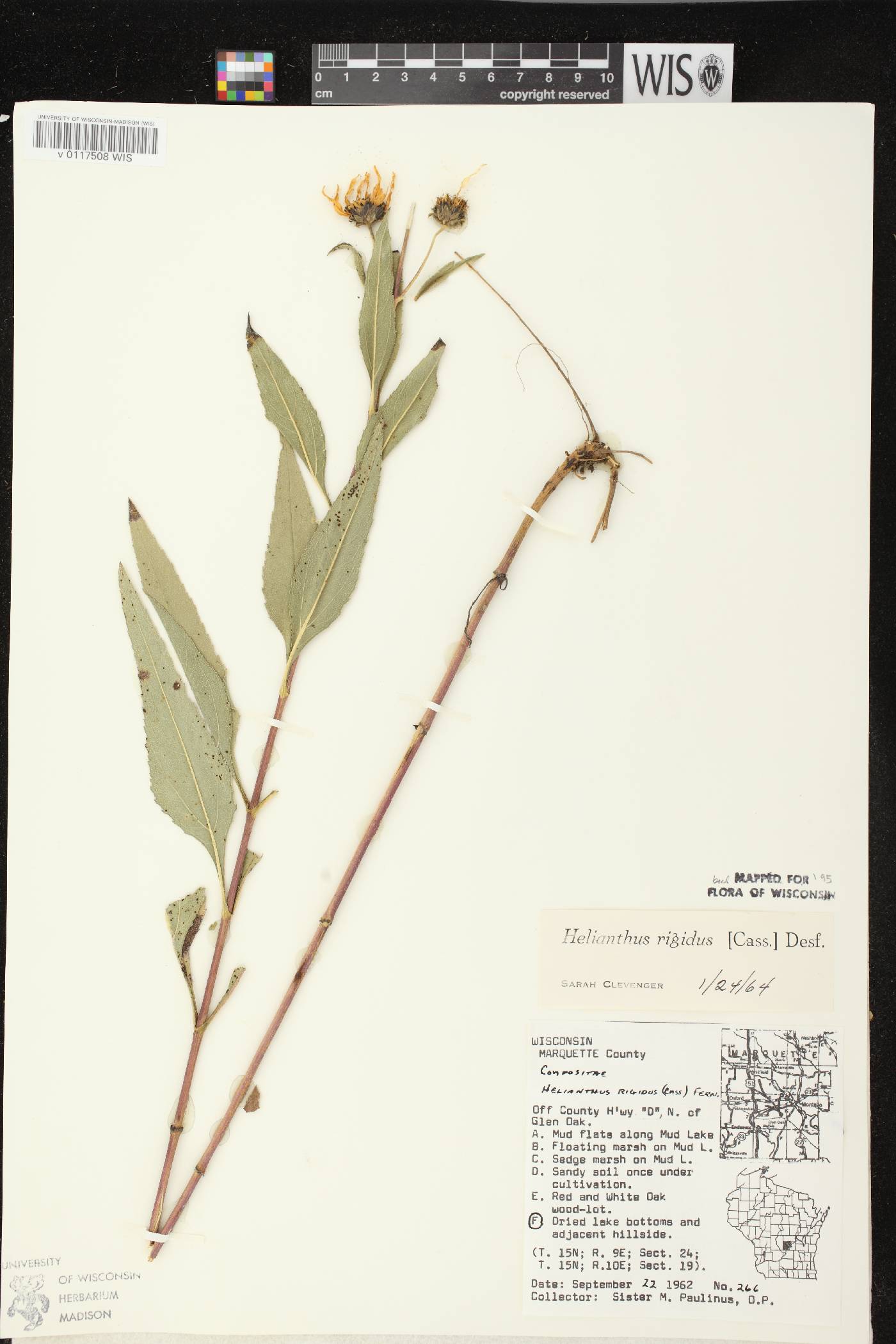 Helianthus pauciflorus subsp. pauciflorus image