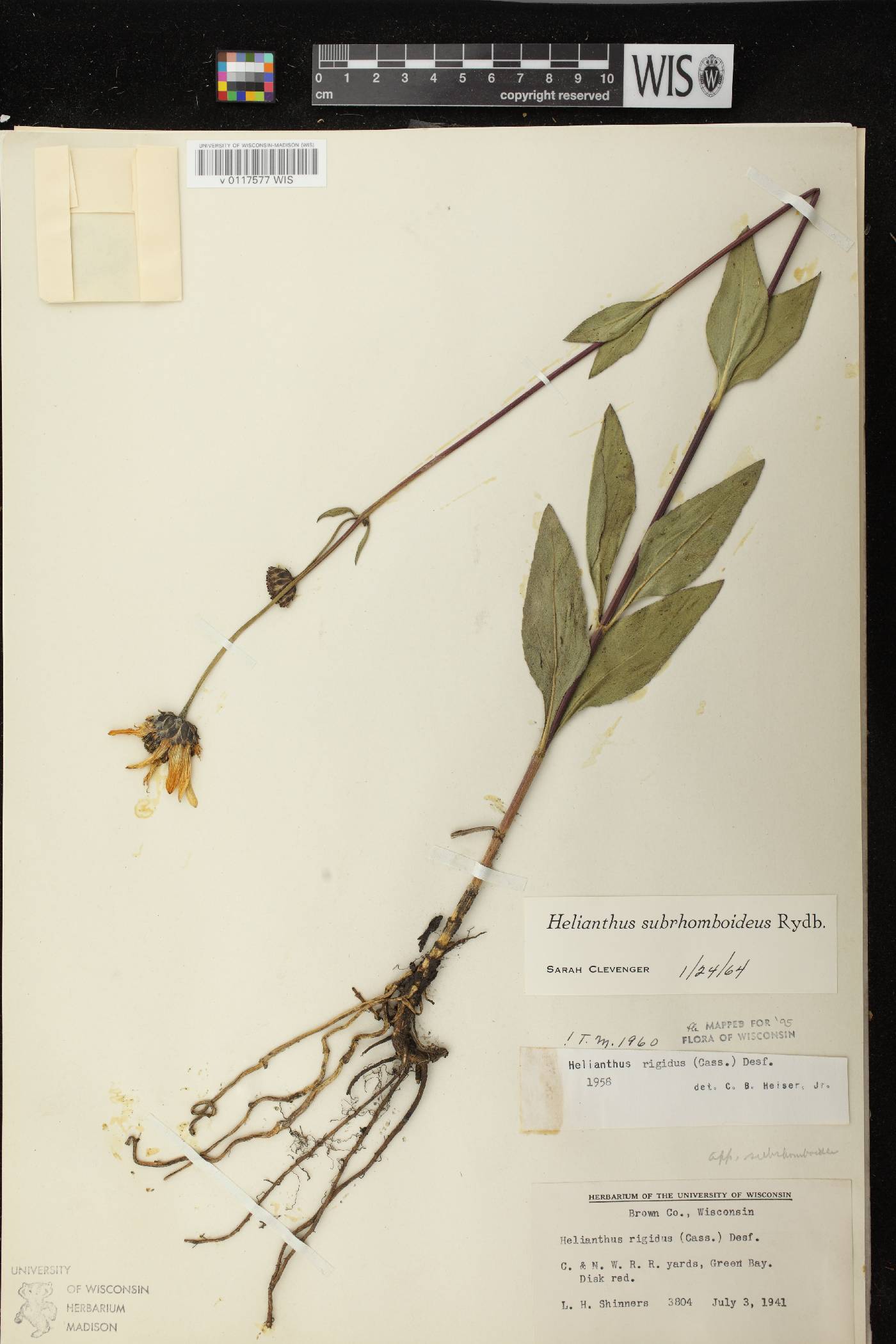 Helianthus pauciflorus subsp. subrhomboideus image