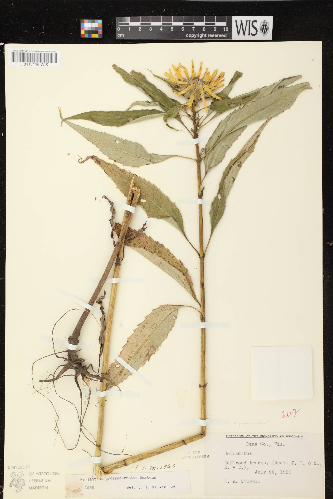 Helianthus grosseserratus image