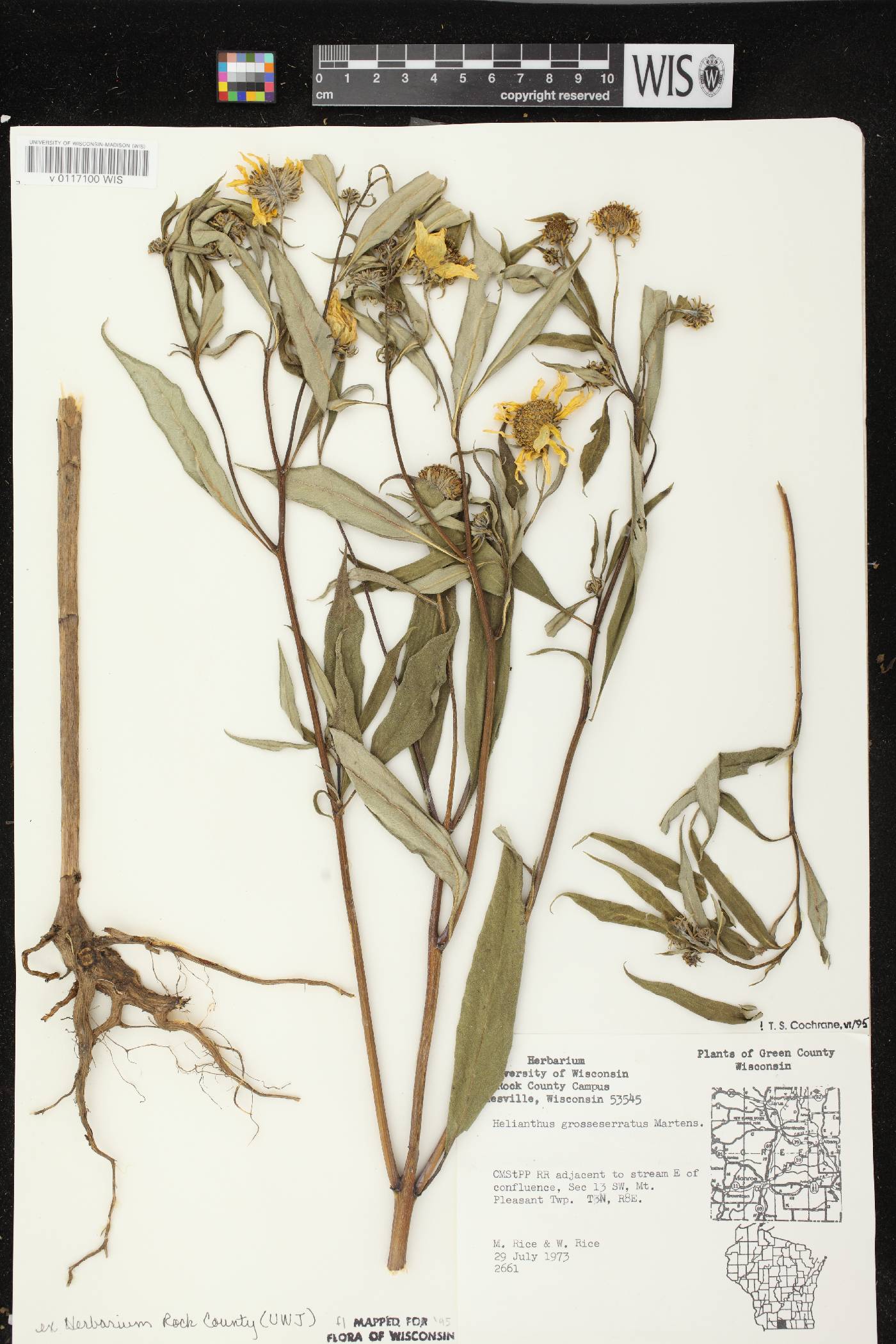 Helianthus grosseserratus image