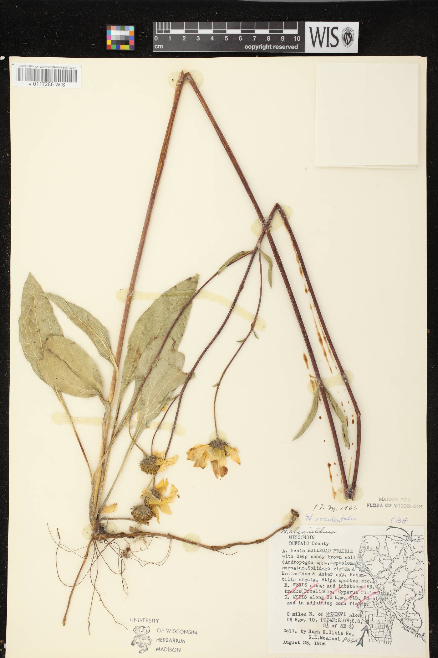 Helianthus occidentalis subsp. occidentalis image