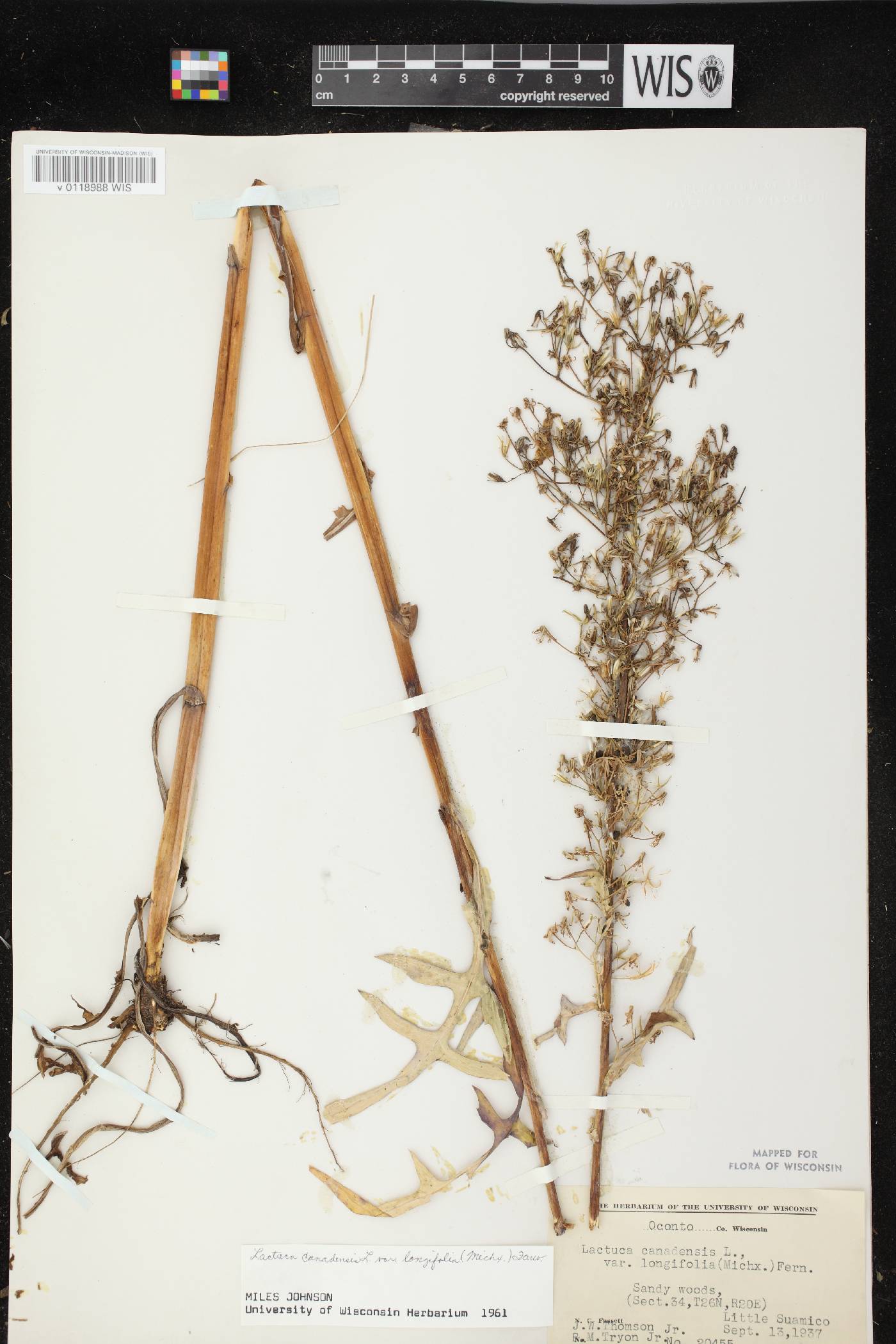 Lactuca canadensis image