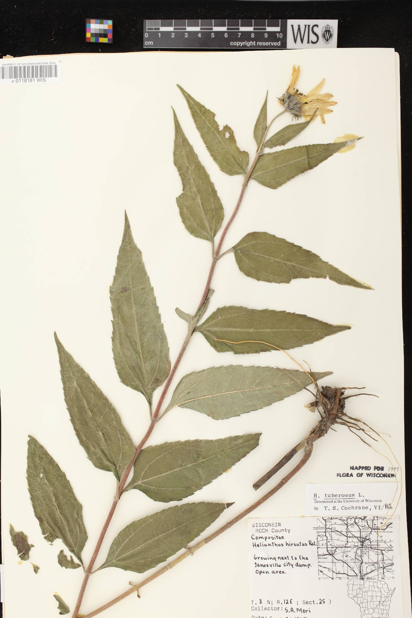 Helianthus tuberosus image