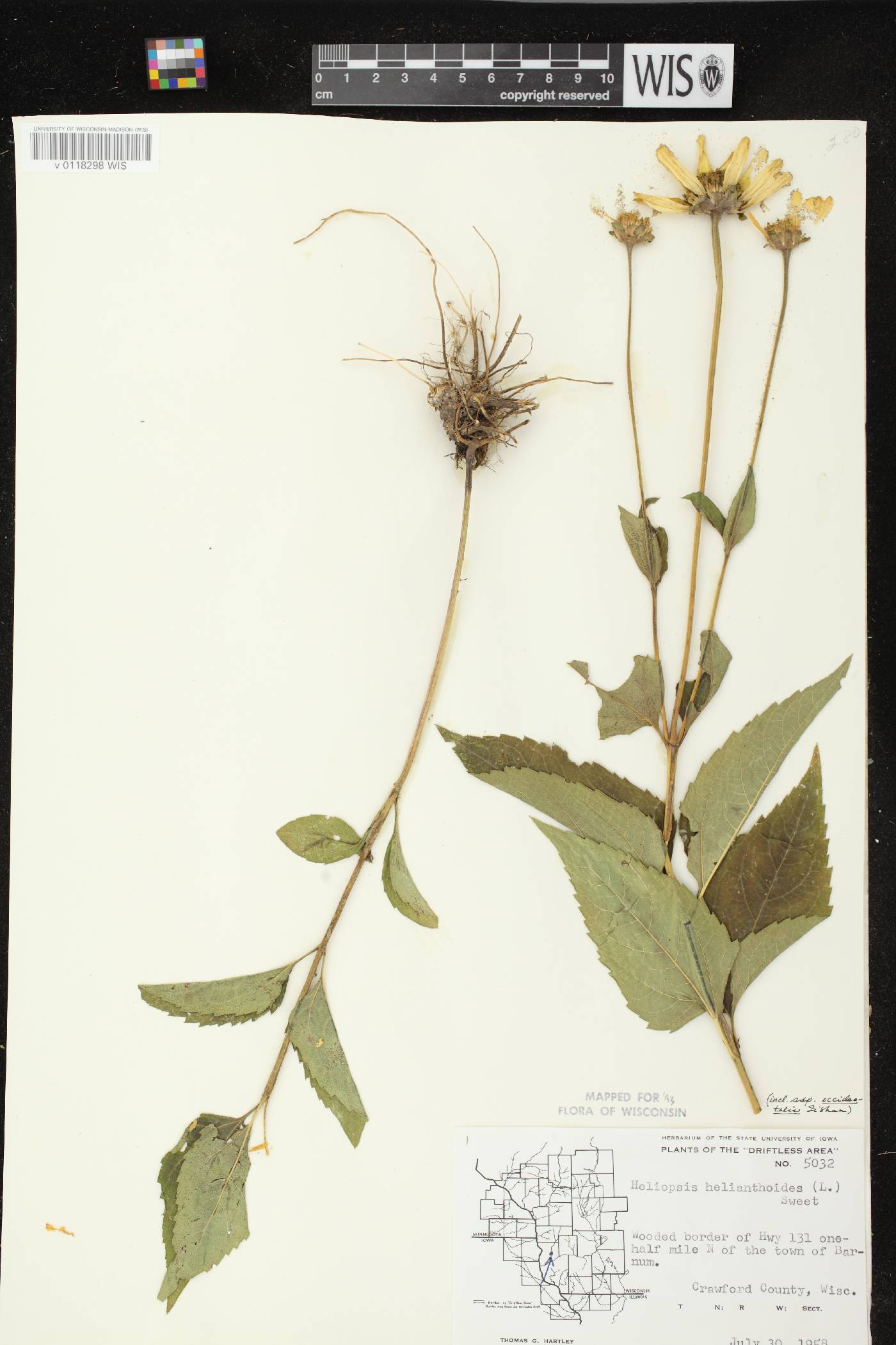 Heliopsis helianthoides var. scabra image