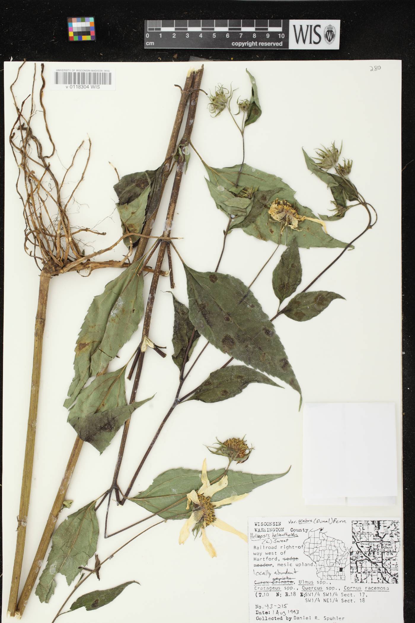 Heliopsis helianthoides var. scabra image