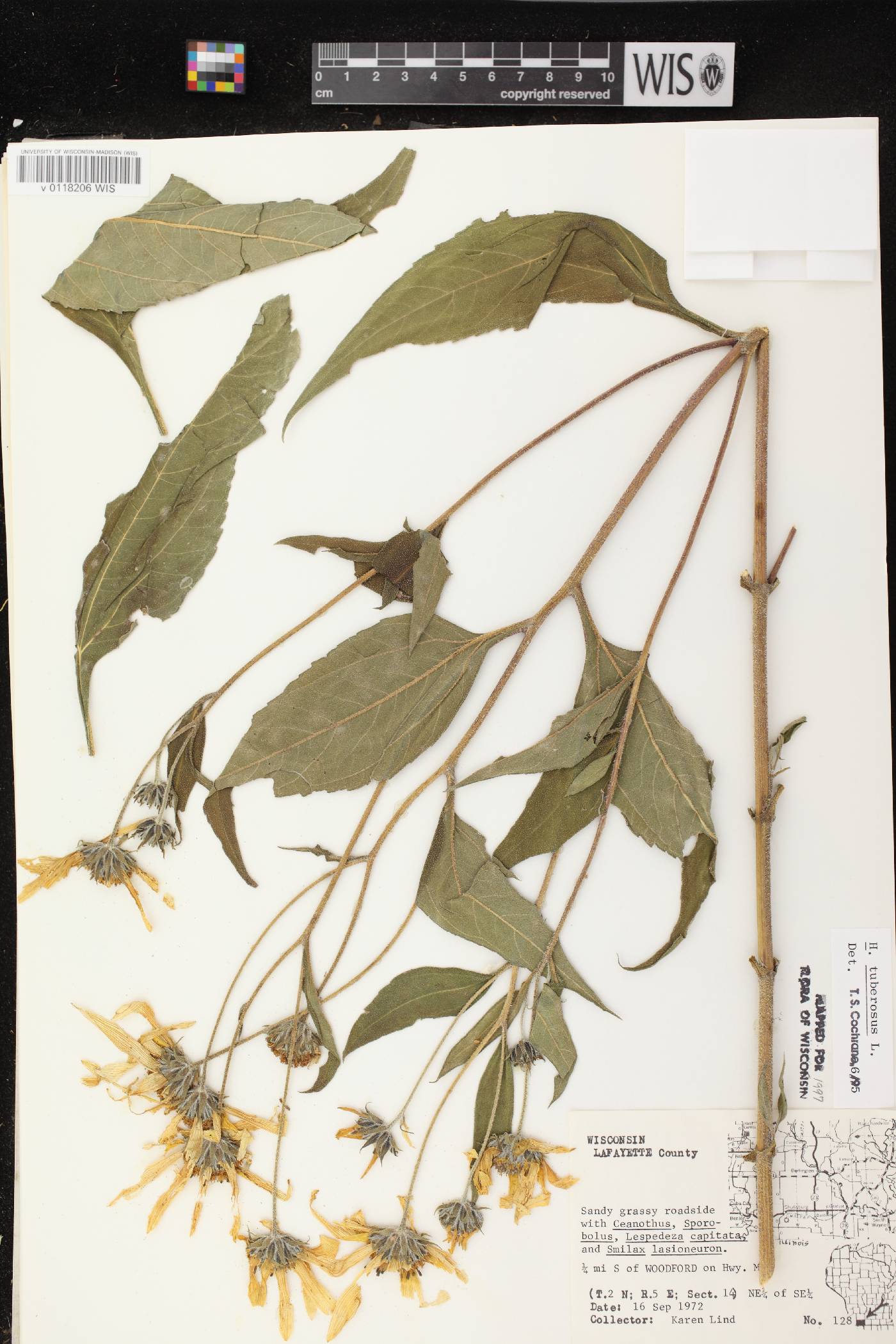 Helianthus tuberosus image