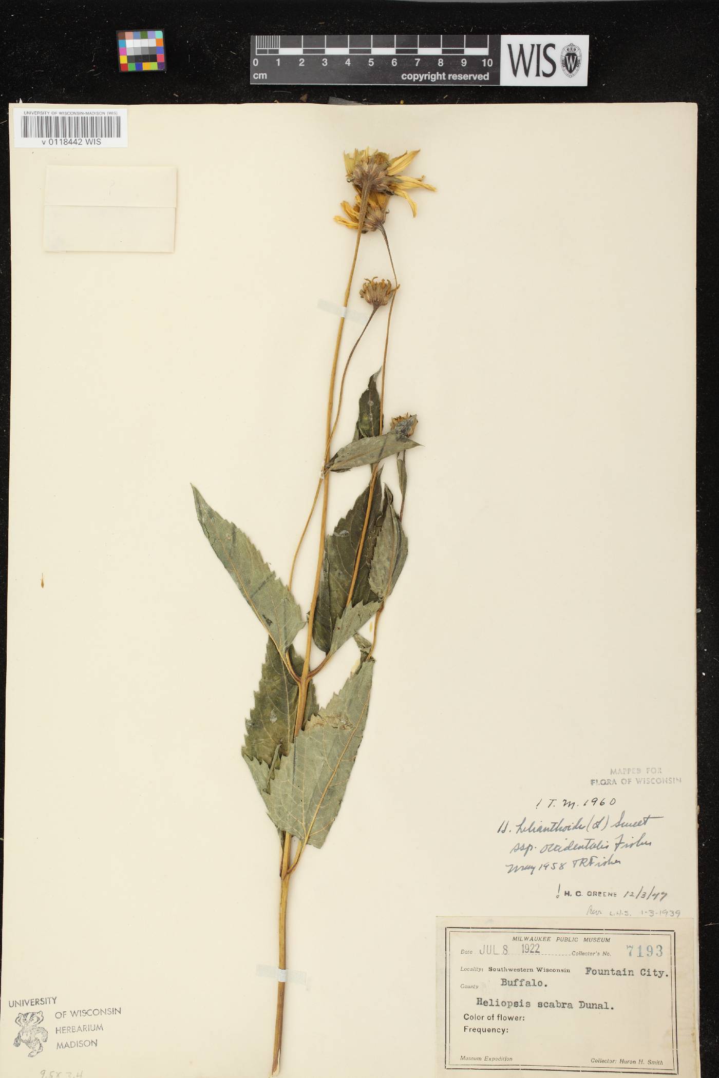 Heliopsis helianthoides var. scabra image
