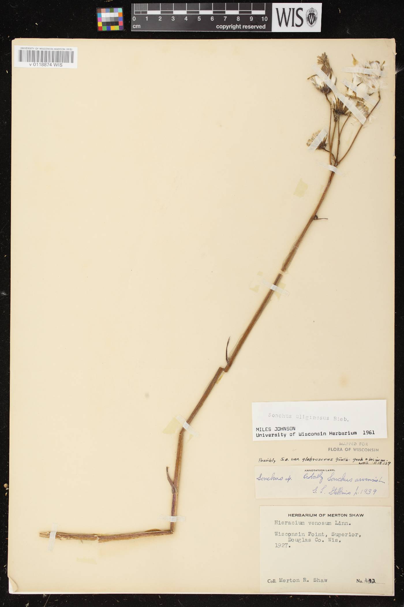 Sonchus arvensis image