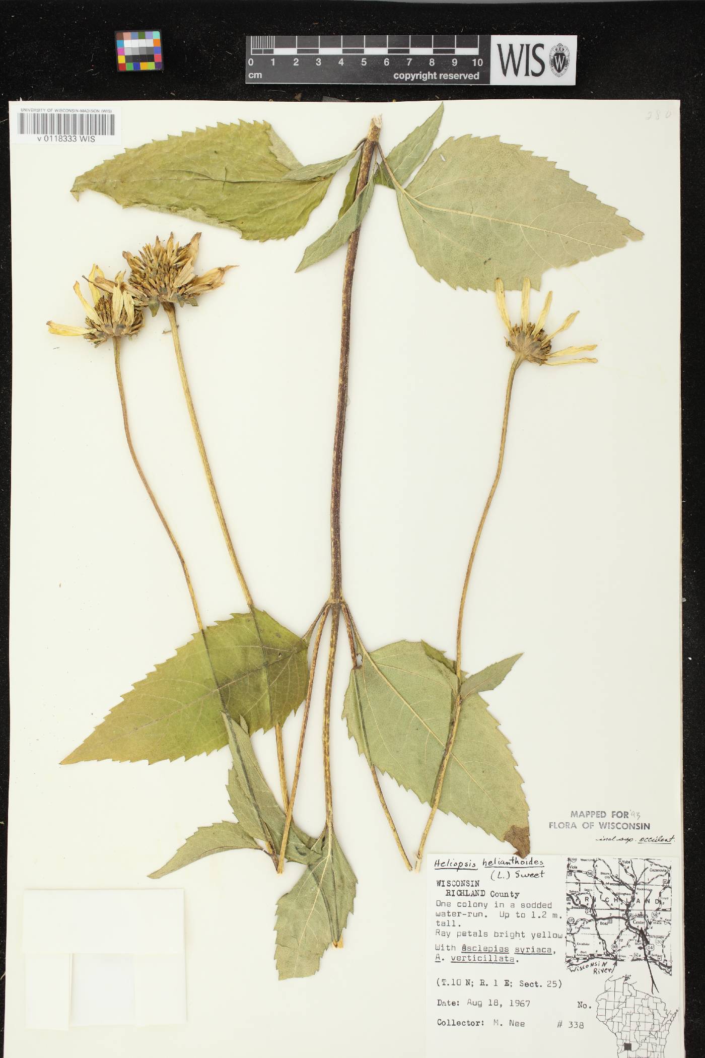 Heliopsis helianthoides var. scabra image