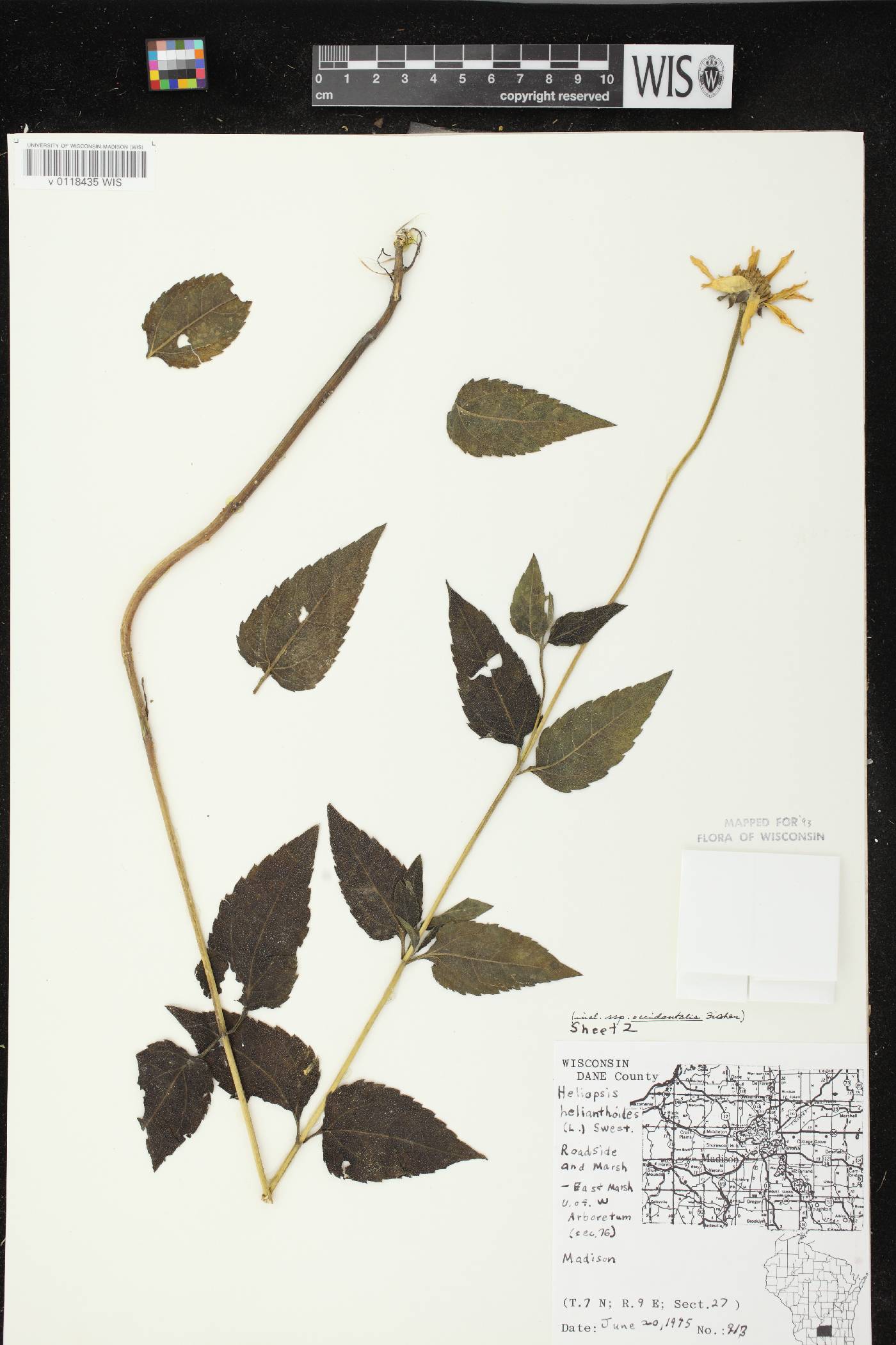 Heliopsis helianthoides var. scabra image