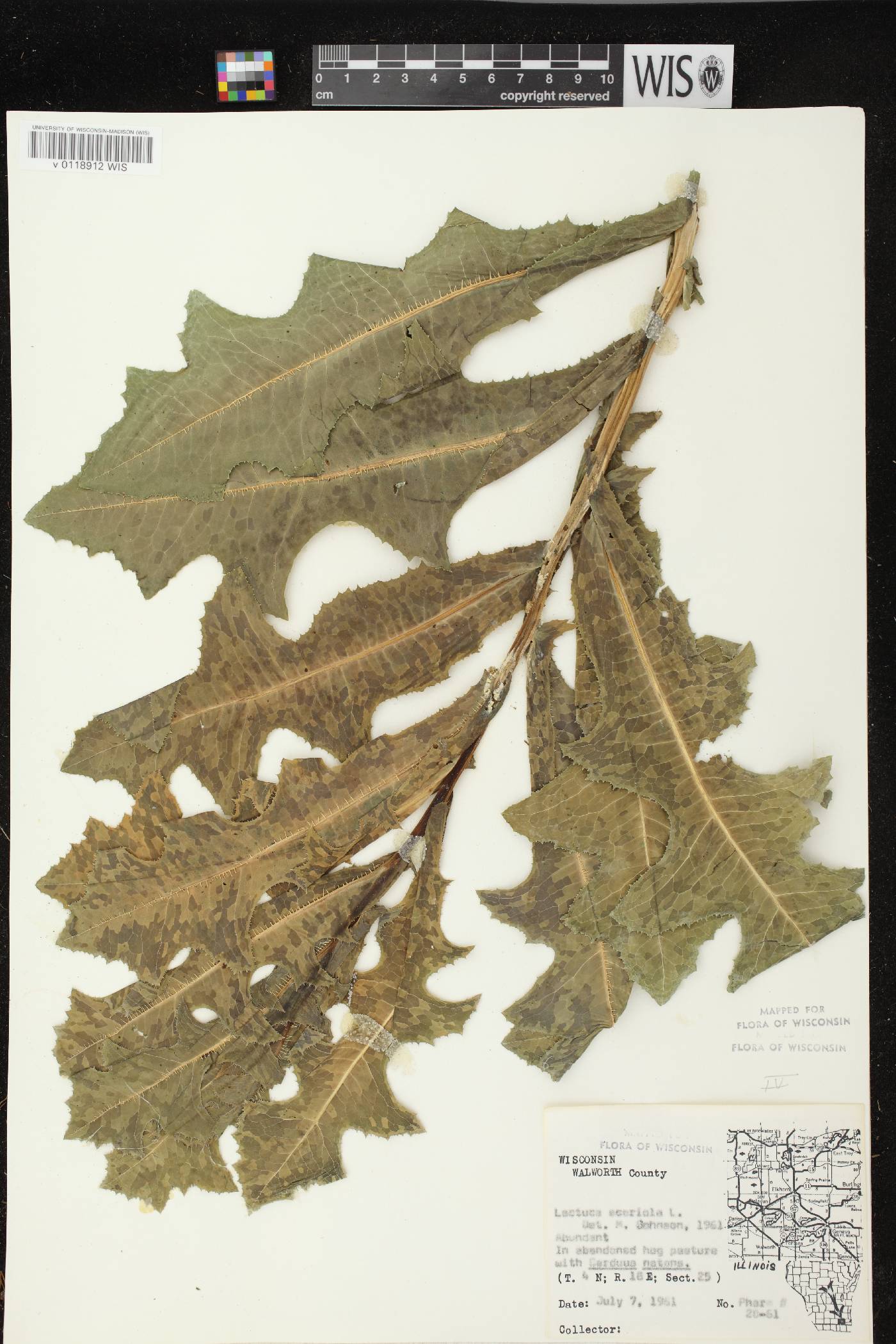 Lactuca serriola image