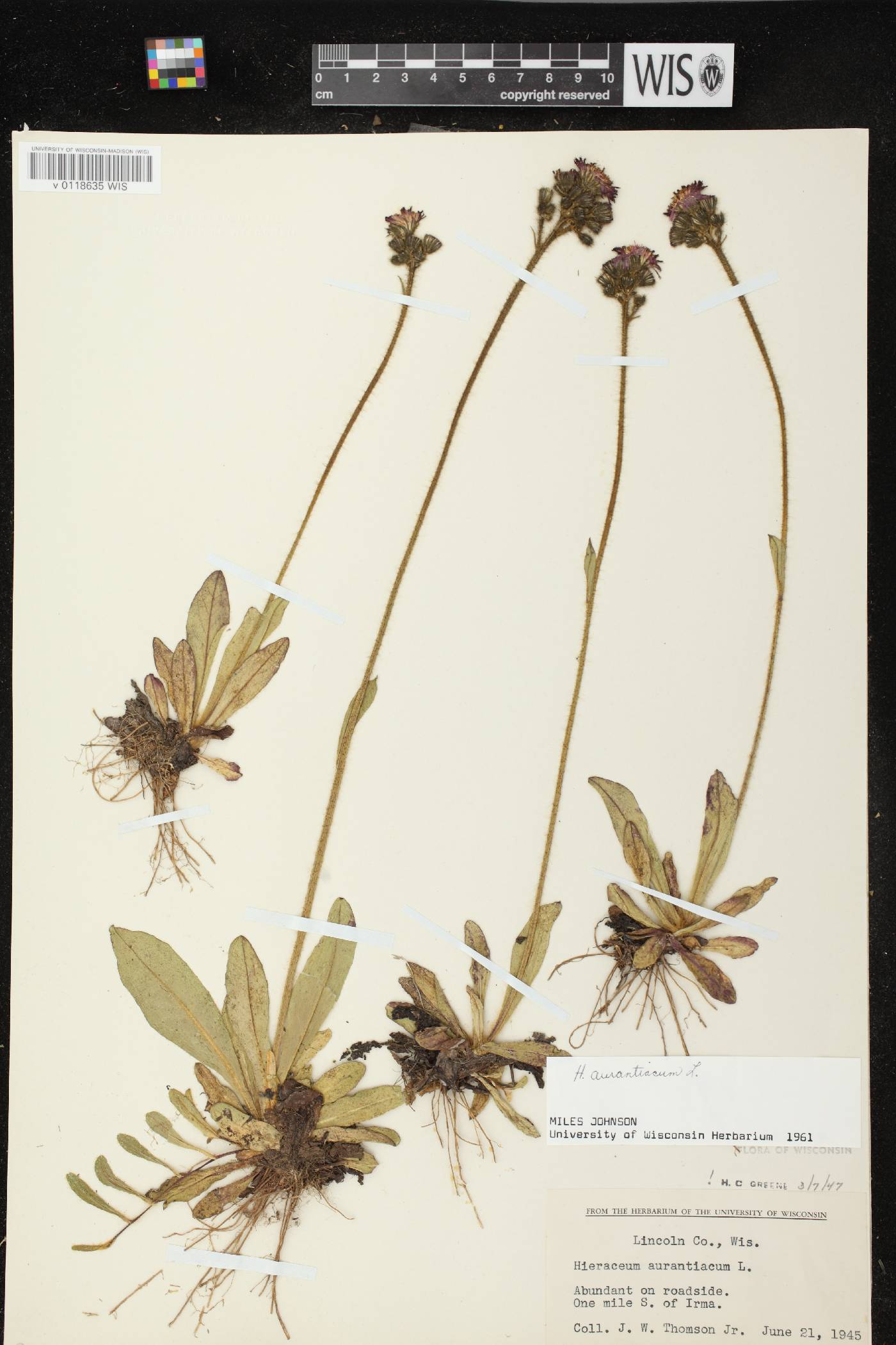 Hieracium aurantiacum image