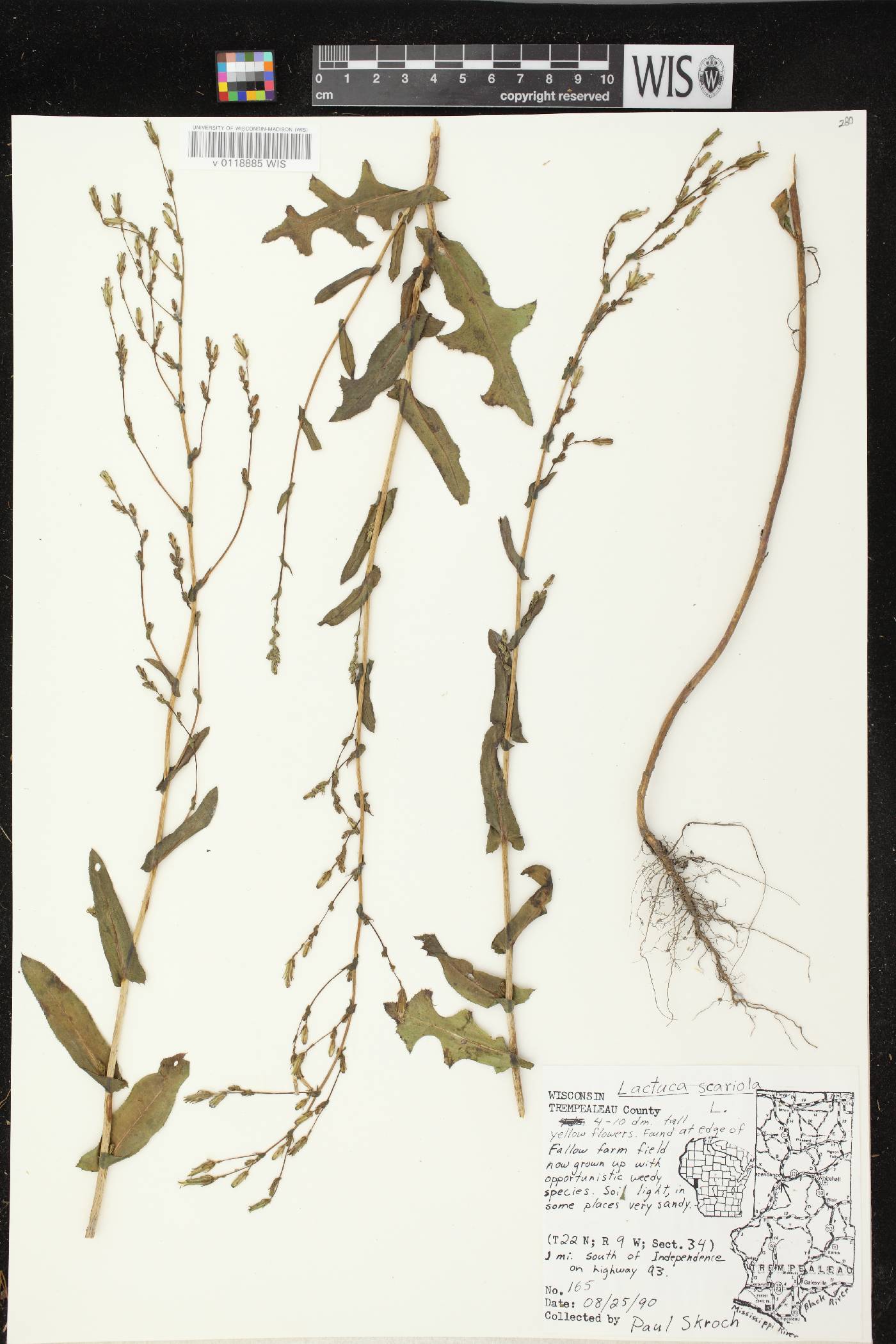 Lactuca serriola image