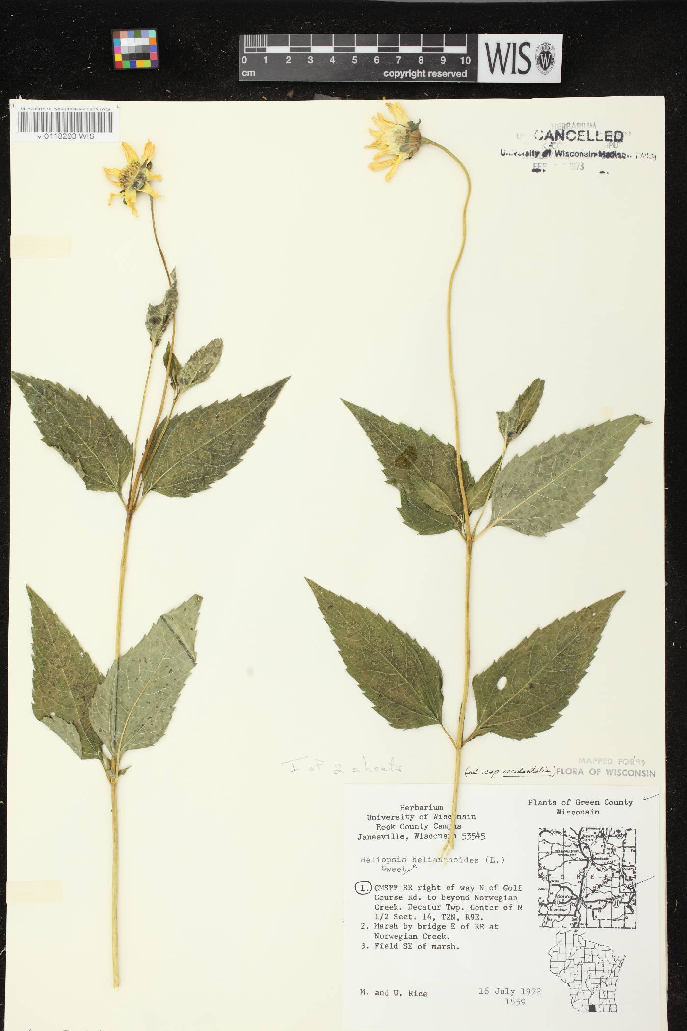 Heliopsis helianthoides var. scabra image