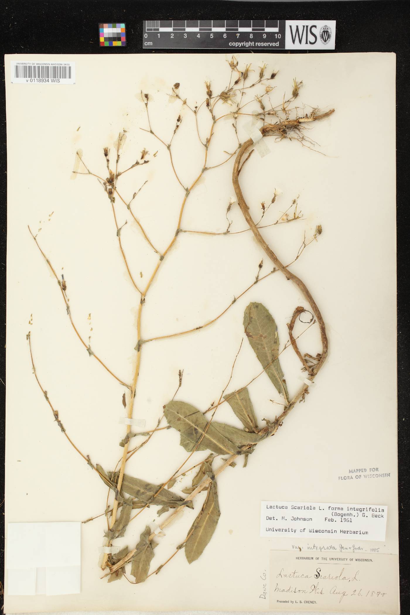 Lactuca serriola image