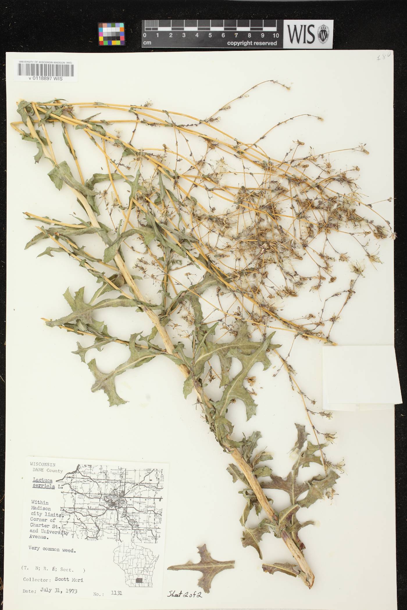 Lactuca serriola image