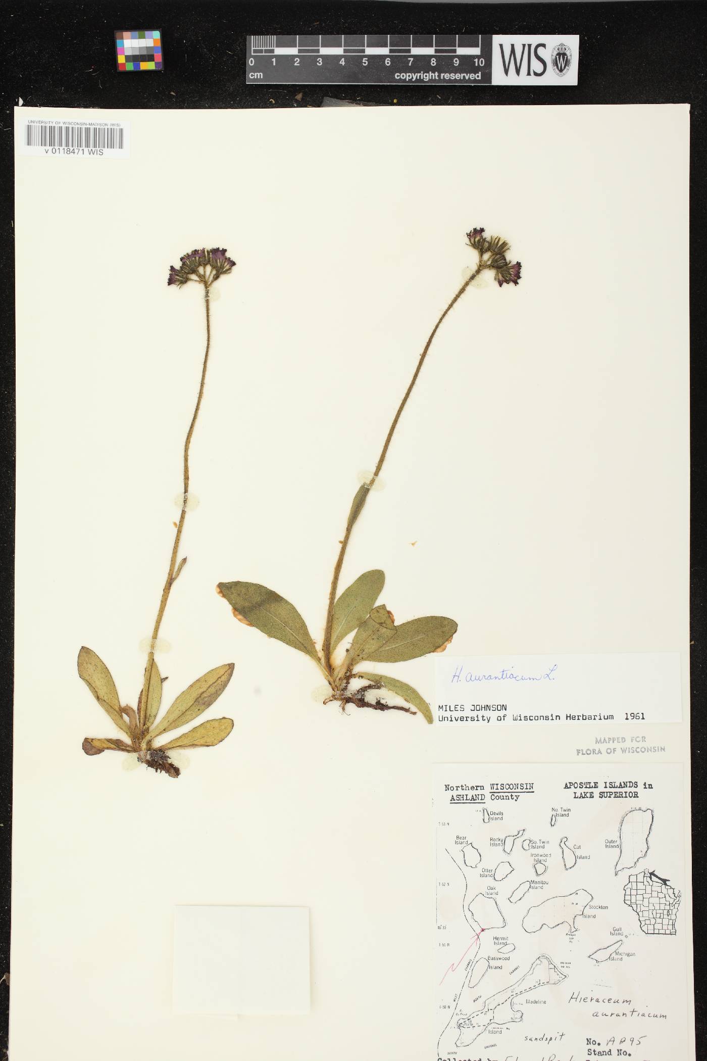 Hieracium aurantiacum image