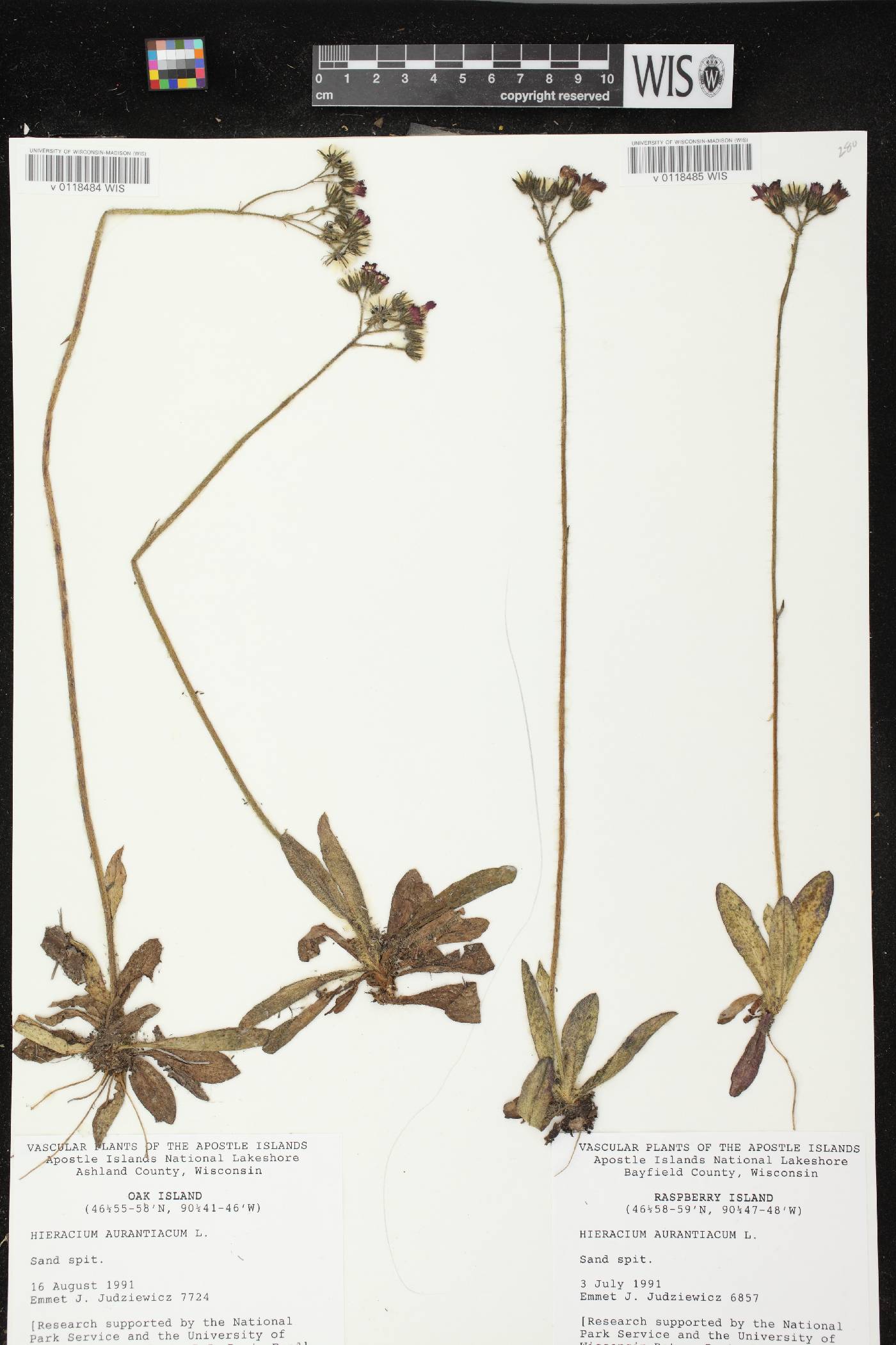 Hieracium aurantiacum image