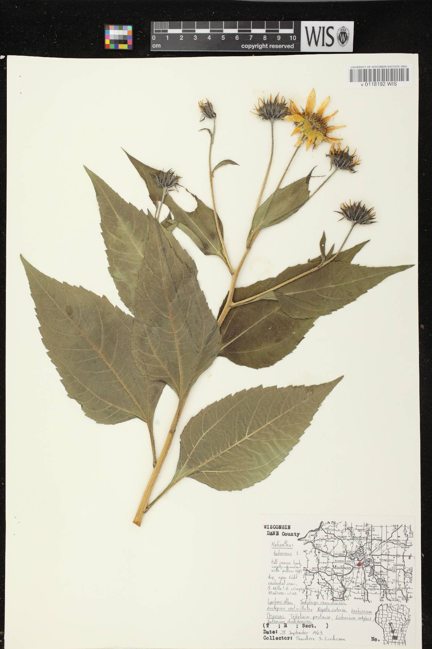 Helianthus tuberosus image