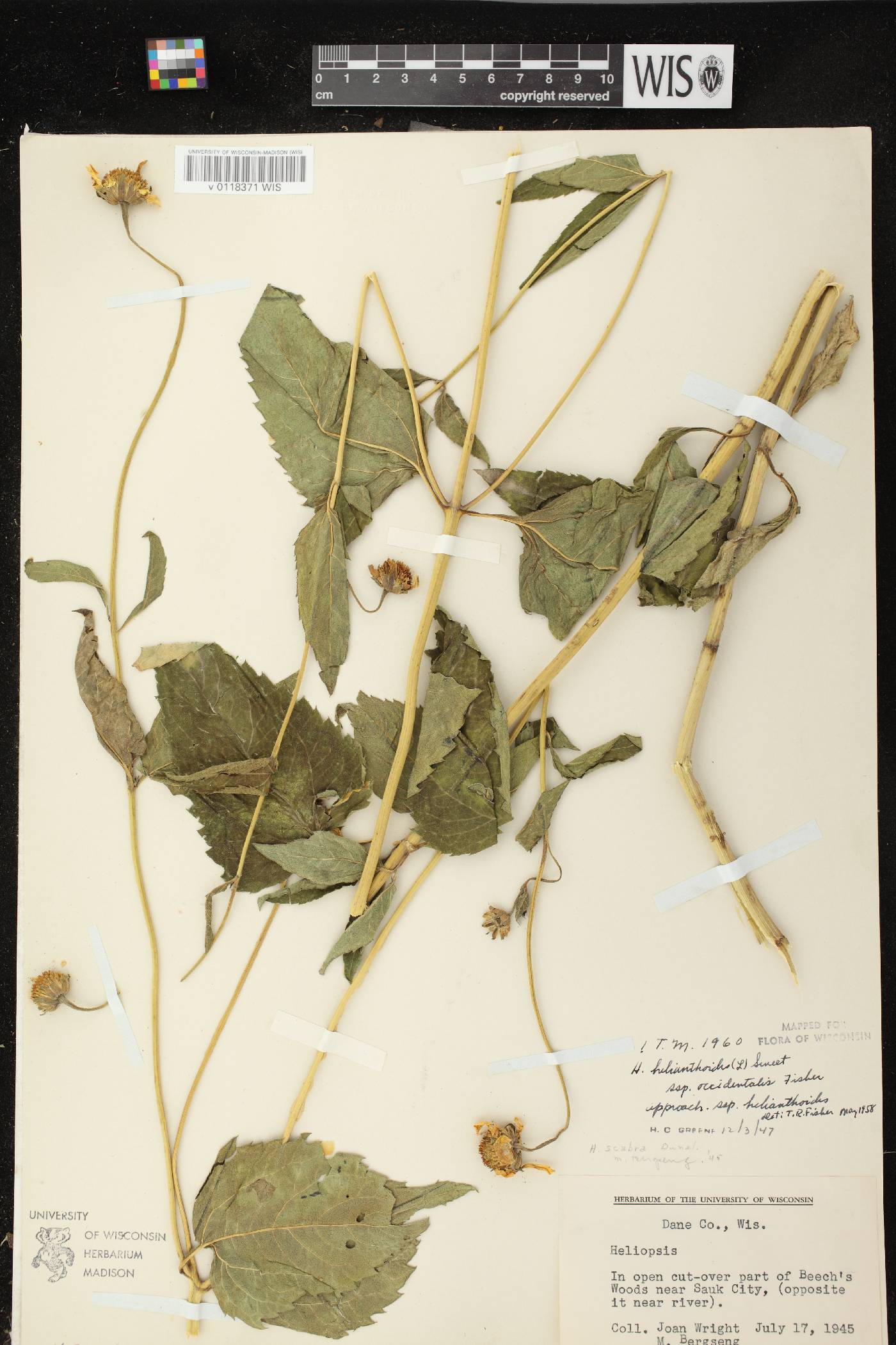 Heliopsis helianthoides image